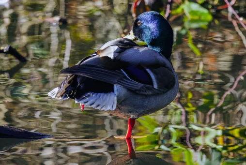 One-Legged Mallard​​​​‌﻿‍﻿​‍​‍‌‍﻿﻿‌﻿​‍‌‍‍‌‌‍‌﻿‌‍‍‌‌‍﻿‍​‍​‍​﻿‍‍​‍​‍‌﻿​﻿‌‍​‌‌‍﻿‍‌‍‍‌‌﻿‌​‌﻿‍‌​‍﻿‍‌‍‍‌‌‍﻿﻿​‍​‍​‍﻿​​‍​‍‌‍‍​‌﻿​‍‌‍‌‌‌‍‌‍​‍​‍​﻿‍‍​‍​‍​‍﻿﻿‌‍​‌‌‍‌​‌‍﻿‌‌‍‍‌‌‍﻿‍​‍﻿﻿‌‍‍‌‌‍﻿‍‌﻿‌​‌‍‌‌‌‍﻿‍‌﻿‌​​‍﻿﻿‌‍‌‌‌‍‌​‌‍‍‌‌﻿‌​​‍﻿﻿‌‍﻿‌‌‍﻿﻿‌‍‌​‌‍‌‌​﻿﻿‌‌﻿​​‌﻿​‍‌‍‌‌‌﻿​﻿‌‍‌‌‌‍﻿‍‌﻿‌​‌‍​‌‌﻿‌​‌‍‍‌‌‍﻿﻿‌‍﻿‍​﻿‍﻿‌‍‍‌‌‍‌​​﻿﻿‌​﻿​‍​﻿​﻿‌‍​‍​﻿‍‌‌‍‌‍‌‍​‍​﻿‌‍​﻿‌​​‍﻿‌‌‍‌‍‌‍‌‌‌‍‌‌‌‍‌‍​‍﻿‌​﻿‌​​﻿​‌​﻿‌​​﻿‍​​‍﻿‌‌‍​‌​﻿​​​﻿‌​​﻿‍​​‍﻿‌‌‍‌‌​﻿‍​​﻿‍​‌‍‌‌​﻿​‌‌‍‌​​﻿‍‌‌‍‌‌​﻿‌​‌‍‌‍​﻿‌﻿​﻿‍​​﻿‍﻿‌﻿‌​‌﻿‍‌‌﻿​​‌‍‌‌​﻿﻿‌‌‍​‍‌‍‍‌‌﻿​‍‌‍‌​‌﻿​﻿‌​‌﻿‌‍​‌‌‍﻿​‌‍﻿​‌‍‌‌‌﻿​‍‌﻿‍‌​﻿‍﻿‌﻿​​‌‍​‌‌﻿‌​‌‍‍​​﻿﻿‌‌‍‌﻿‌‍​‌‌‍﻿​‌‍﻿​‌‍‌‌‌﻿​‍‌﻿‍‌‌​‍‌‌‍﻿‌‌‍​‌‌‍‌﻿‌‍‌‌‌﻿​﻿​‍‌‌​﻿‌‌‌​​‍‌‌﻿﻿‌‍‍﻿‌‍‌‌‌﻿‍‌​‍‌‌​﻿​﻿‌​‌​​‍‌‌​﻿​﻿‌​‌​​‍‌‌​﻿​‍​﻿​‍‌‍‌​​﻿​‌​﻿‌﻿‌‍​‍​﻿​​‌‍​﻿‌‍‌‍‌‍‌​​﻿​​‌‍​‌‌‍‌‍‌‍​‍​‍‌‌​﻿​‍​﻿​‍​‍‌‌​﻿‌‌‌​‌​​‍﻿‍‌‍​‌‌‍﻿​‌﻿‌​​﻿﻿﻿‌‍​‍‌‍​‌‌﻿​﻿‌‍‌‌‌‌‌‌‌﻿​‍‌‍﻿​​﻿﻿‌​‍‌‌​﻿​‍‌​‌‍‌‍​‌‌‍‌​‌‍﻿‌‌‍‍‌‌‍﻿‍​‍‌‍‌‍‍‌‌‍‌​​﻿﻿‌​﻿​‍​﻿​﻿‌‍​‍​﻿‍‌‌‍‌‍‌‍​‍​﻿‌‍​﻿‌​​‍﻿‌‌‍‌‍‌‍‌‌‌‍‌‌‌‍‌‍​‍﻿‌​﻿‌​​﻿​‌​﻿‌​​﻿‍​​‍﻿‌‌‍​‌​﻿​​​﻿‌​​﻿‍​​‍﻿‌‌‍‌‌​﻿‍​​﻿‍​‌‍‌‌​﻿​‌‌‍‌​​﻿‍‌‌‍‌‌​﻿‌​‌‍‌‍​﻿‌﻿​﻿‍​​‍‌‍‌﻿‌​‌﻿‍‌‌﻿​​‌‍‌‌​﻿﻿‌‌‍​‍‌‍‍‌‌﻿​‍‌‍‌​‌﻿​﻿‌​‌﻿‌‍​‌‌‍﻿​‌‍﻿​‌‍‌‌‌﻿​‍‌﻿‍‌​‍‌‍‌﻿​​‌‍​‌‌﻿‌​‌‍‍​​﻿﻿‌‌‍‌﻿‌‍​‌‌‍﻿​‌‍﻿​‌‍‌‌‌﻿​‍‌﻿‍‌‌​‍‌‌‍﻿‌‌‍​‌‌‍‌﻿‌‍‌‌‌﻿​﻿​‍‌‌​﻿‌‌‌​​‍‌‌﻿﻿‌‍‍﻿‌‍‌‌‌﻿‍‌​‍‌‌​﻿​﻿‌​‌​​‍‌‌​﻿​﻿‌​‌​​‍‌‌​﻿​‍​﻿​‍‌‍‌​​﻿​‌​﻿‌﻿‌‍​‍​﻿​​‌‍​﻿‌‍‌‍‌‍‌​​﻿​​‌‍​‌‌‍‌‍‌‍​‍​‍‌‌​﻿​‍​﻿​‍​‍‌‌​﻿‌‌‌​‌​​‍﻿‍‌‍​‌‌‍﻿​‌﻿‌​​‍‌‍‌﻿​​‌‍‌‌‌﻿​‍‌﻿​﻿‌﻿​​‌‍‌‌‌‍​﻿‌﻿‌​‌‍‍‌‌﻿‌‍‌‍‌‌​﻿﻿‌‌﻿​​‌﻿‌‌‌‍​‍‌‍﻿​‌‍‍‌‌﻿​﻿‌‍‍​‌‍‌‌‌‍‌​​‍​‍‌﻿﻿‌