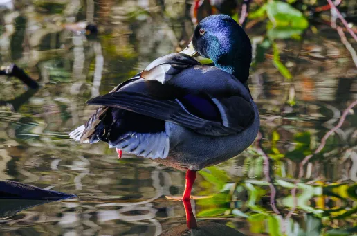 One-Legged Mallard