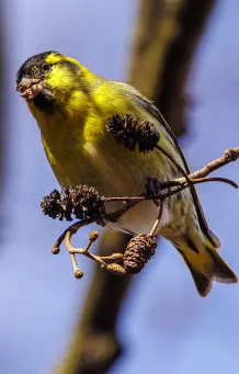 Siskin​​​​‌﻿‍﻿​‍​‍‌‍﻿﻿‌﻿​‍‌‍‍‌‌‍‌﻿‌‍‍‌‌‍﻿‍​‍​‍​﻿‍‍​‍​‍‌﻿​﻿‌‍​‌‌‍﻿‍‌‍‍‌‌﻿‌​‌﻿‍‌​‍﻿‍‌‍‍‌‌‍﻿﻿​‍​‍​‍﻿​​‍​‍‌‍‍​‌﻿​‍‌‍‌‌‌‍‌‍​‍​‍​﻿‍‍​‍​‍​‍﻿﻿‌‍​‌‌‍‌​‌‍﻿‌‌‍‍‌‌‍﻿‍​‍﻿﻿‌‍‍‌‌‍﻿‍‌﻿‌​‌‍‌‌‌‍﻿‍‌﻿‌​​‍﻿﻿‌‍‌‌‌‍‌​‌‍‍‌‌﻿‌​​‍﻿﻿‌‍﻿‌‌‍﻿﻿‌‍‌​‌‍‌‌​﻿﻿‌‌﻿​​‌﻿​‍‌‍‌‌‌﻿​﻿‌‍‌‌‌‍﻿‍‌﻿‌​‌‍​‌‌﻿‌​‌‍‍‌‌‍﻿﻿‌‍﻿‍​﻿‍﻿‌‍‍‌‌‍‌​​﻿﻿‌‌‍‌​​﻿​‍‌‍‌‌‌‍‌‍‌‍‌​​﻿​‍​﻿​‍​﻿​﻿​‍﻿‌​﻿‌﻿​﻿​‌‌‍​‌​﻿​‌​‍﻿‌​﻿‌​​﻿‌‌‌‍​﻿​﻿​‌​‍﻿‌‌‍​‌​﻿​‌‌‍​‌​﻿​﻿​‍﻿‌‌‍​﻿‌‍‌‍​﻿​‍​﻿​﻿‌‍​‌​﻿‌​​﻿​​‌‍‌‌​﻿‍‌‌‍‌​​﻿‌‍‌‍​‍​﻿‍﻿‌﻿‌​‌﻿‍‌‌﻿​​‌‍‌‌​﻿﻿‌‌‍​‍‌‍‍‌‌﻿​‍‌‍‌​‌﻿​﻿‌​‌﻿‌‍​‌‌‍﻿​‌‍﻿​‌‍‌‌‌﻿​‍‌﻿‍‌​﻿‍﻿‌﻿​​‌‍​‌‌﻿‌​‌‍‍​​﻿﻿‌‌‍‌﻿‌‍​‌‌‍﻿​‌‍﻿​‌‍‌‌‌﻿​‍‌﻿‍‌‌​‍‌‌‍﻿‌‌‍​‌‌‍‌﻿‌‍‌‌‌﻿​﻿​‍‌‌​﻿‌‌‌​​‍‌‌﻿﻿‌‍‍﻿‌‍‌‌‌﻿‍‌​‍‌‌​﻿​﻿‌​‌​​‍‌‌​﻿​﻿‌​‌​​‍‌‌​﻿​‍​﻿​‍‌‍​‌​﻿‌‍​﻿‍​​﻿​‌​﻿‌​​﻿‌‌​﻿‌﻿​﻿‌​​﻿‌‍​﻿‍‌​﻿​​​﻿​‍​‍‌‌​﻿​‍​﻿​‍​‍‌‌​﻿‌‌‌​‌​​‍﻿‍‌‍​‌‌‍﻿​‌﻿‌​​﻿﻿﻿‌‍​‍‌‍​‌‌﻿​﻿‌‍‌‌‌‌‌‌‌﻿​‍‌‍﻿​​﻿﻿‌​‍‌‌​﻿​‍‌​‌‍‌‍​‌‌‍‌​‌‍﻿‌‌‍‍‌‌‍﻿‍​‍‌‍‌‍‍‌‌‍‌​​﻿﻿‌‌‍‌​​﻿​‍‌‍‌‌‌‍‌‍‌‍‌​​﻿​‍​﻿​‍​﻿​﻿​‍﻿‌​﻿‌﻿​﻿​‌‌‍​‌​﻿​‌​‍﻿‌​﻿‌​​﻿‌‌‌‍​﻿​﻿​‌​‍﻿‌‌‍​‌​﻿​‌‌‍​‌​﻿​﻿​‍﻿‌‌‍​﻿‌‍‌‍​﻿​‍​﻿​﻿‌‍​‌​﻿‌​​﻿​​‌‍‌‌​﻿‍‌‌‍‌​​﻿‌‍‌‍​‍​‍‌‍‌﻿‌​‌﻿‍‌‌﻿​​‌‍‌‌​﻿﻿‌‌‍​‍‌‍‍‌‌﻿​‍‌‍‌​‌﻿​﻿‌​‌﻿‌‍​‌‌‍﻿​‌‍﻿​‌‍‌‌‌﻿​‍‌﻿‍‌​‍‌‍‌﻿​​‌‍​‌‌﻿‌​‌‍‍​​﻿﻿‌‌‍‌﻿‌‍​‌‌‍﻿​‌‍﻿​‌‍‌‌‌﻿​‍‌﻿‍‌‌​‍‌‌‍﻿‌‌‍​‌‌‍‌﻿‌‍‌‌‌﻿​﻿​‍‌‌​﻿‌‌‌​​‍‌‌﻿﻿‌‍‍﻿‌‍‌‌‌﻿‍‌​‍‌‌​﻿​﻿‌​‌​​‍‌‌​﻿​﻿‌​‌​​‍‌‌​﻿​‍​﻿​‍‌‍​‌​﻿‌‍​﻿‍​​﻿​‌​﻿‌​​﻿‌‌​﻿‌﻿​﻿‌​​﻿‌‍​﻿‍‌​﻿​​​﻿​‍​‍‌‌​﻿​‍​﻿​‍​‍‌‌​﻿‌‌‌​‌​​‍﻿‍‌‍​‌‌‍﻿​‌﻿‌​​‍‌‍‌﻿​​‌‍‌‌‌﻿​‍‌﻿​﻿‌﻿​​‌‍‌‌‌‍​﻿‌﻿‌​‌‍‍‌‌﻿‌‍‌‍‌‌​﻿﻿‌‌﻿​​‌﻿‌‌‌‍​‍‌‍﻿​‌‍‍‌‌﻿​﻿‌‍‍​‌‍‌‌‌‍‌​​‍​‍‌﻿﻿‌