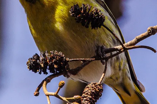 Siskin