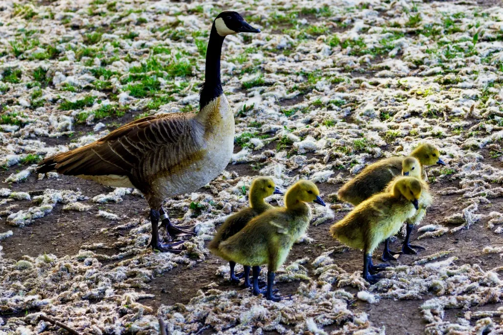 Parenting​​​​‌﻿‍﻿​‍​‍‌‍﻿﻿‌﻿​‍‌‍‍‌‌‍‌﻿‌‍‍‌‌‍﻿‍​‍​‍​﻿‍‍​‍​‍‌﻿​﻿‌‍​‌‌‍﻿‍‌‍‍‌‌﻿‌​‌﻿‍‌​‍﻿‍‌‍‍‌‌‍﻿﻿​‍​‍​‍﻿​​‍​‍‌‍‍​‌﻿​‍‌‍‌‌‌‍‌‍​‍​‍​﻿‍‍​‍​‍​‍﻿﻿‌‍​‌‌‍‌​‌‍﻿‌‌‍‍‌‌‍﻿‍​‍﻿﻿‌‍‍‌‌‍﻿‍‌﻿‌​‌‍‌‌‌‍﻿‍‌﻿‌​​‍﻿﻿‌‍‌‌‌‍‌​‌‍‍‌‌﻿‌​​‍﻿﻿‌‍﻿‌‌‍﻿﻿‌‍‌​‌‍‌‌​﻿﻿‌‌﻿​​‌﻿​‍‌‍‌‌‌﻿​﻿‌‍‌‌‌‍﻿‍‌﻿‌​‌‍​‌‌﻿‌​‌‍‍‌‌‍﻿﻿‌‍﻿‍​﻿‍﻿‌‍‍‌‌‍‌​​﻿﻿‌​﻿‌‌‌‍​‍‌‍​﻿‌‍​‍​﻿​‍​﻿‍​​﻿‌﻿‌‍​﻿​‍﻿‌‌‍‌​​﻿​‍​﻿‌​​﻿‌​​‍﻿‌​﻿‌​​﻿‌​‌‍‌‍​﻿‍‌​‍﻿‌​﻿‍​​﻿​‌‌‍‌​​﻿‌﻿​‍﻿‌​﻿‌‍‌‍​‍​﻿‌​‌‍​‌‌‍‌‍​﻿​﻿​﻿​﻿‌‍‌​​﻿​‍‌‍‌‍​﻿​‍‌‍​‍​﻿‍﻿‌﻿‌​‌﻿‍‌‌﻿​​‌‍‌‌​﻿﻿‌‌‍​‍‌‍‍‌‌﻿​‍‌‍‌​‌﻿​﻿‌​‌﻿‌‍​‌‌‍﻿​‌‍﻿​‌‍‌‌‌﻿​‍‌﻿‍‌​﻿‍﻿‌﻿​​‌‍​‌‌﻿‌​‌‍‍​​﻿﻿‌‌‍‌﻿‌‍​‌‌‍﻿​‌‍﻿​‌‍‌‌‌﻿​‍‌﻿‍‌‌​‍‌‌‍﻿‌‌‍​‌‌‍‌﻿‌‍‌‌‌﻿​﻿​‍‌‌​﻿‌‌‌​​‍‌‌﻿﻿‌‍‍﻿‌‍‌‌‌﻿‍‌​‍‌‌​﻿​﻿‌​‌​​‍‌‌​﻿​﻿‌​‌​​‍‌‌​﻿​‍​﻿​‍​﻿‍‌​﻿‍​‌‍​‍‌‍‌​​﻿​﻿​﻿‌‍​﻿‌‌​﻿​﻿​﻿​﻿​﻿‍​​﻿‌​​﻿‌‌​‍‌‌​﻿​‍​﻿​‍​‍‌‌​﻿‌‌‌​‌​​‍﻿‍‌‍​‌‌‍﻿​‌﻿‌​​﻿﻿﻿‌‍​‍‌‍​‌‌﻿​﻿‌‍‌‌‌‌‌‌‌﻿​‍‌‍﻿​​﻿﻿‌​‍‌‌​﻿​‍‌​‌‍‌‍​‌‌‍‌​‌‍﻿‌‌‍‍‌‌‍﻿‍​‍‌‍‌‍‍‌‌‍‌​​﻿﻿‌​﻿‌‌‌‍​‍‌‍​﻿‌‍​‍​﻿​‍​﻿‍​​﻿‌﻿‌‍​﻿​‍﻿‌‌‍‌​​﻿​‍​﻿‌​​﻿‌​​‍﻿‌​﻿‌​​﻿‌​‌‍‌‍​﻿‍‌​‍﻿‌​﻿‍​​﻿​‌‌‍‌​​﻿‌﻿​‍﻿‌​﻿‌‍‌‍​‍​﻿‌​‌‍​‌‌‍‌‍​﻿​﻿​﻿​﻿‌‍‌​​﻿​‍‌‍‌‍​﻿​‍‌‍​‍​‍‌‍‌﻿‌​‌﻿‍‌‌﻿​​‌‍‌‌​﻿﻿‌‌‍​‍‌‍‍‌‌﻿​‍‌‍‌​‌﻿​﻿‌​‌﻿‌‍​‌‌‍﻿​‌‍﻿​‌‍‌‌‌﻿​‍‌﻿‍‌​‍‌‍‌﻿​​‌‍​‌‌﻿‌​‌‍‍​​﻿﻿‌‌‍‌﻿‌‍​‌‌‍﻿​‌‍﻿​‌‍‌‌‌﻿​‍‌﻿‍‌‌​‍‌‌‍﻿‌‌‍​‌‌‍‌﻿‌‍‌‌‌﻿​﻿​‍‌‌​﻿‌‌‌​​‍‌‌﻿﻿‌‍‍﻿‌‍‌‌‌﻿‍‌​‍‌‌​﻿​﻿‌​‌​​‍‌‌​﻿​﻿‌​‌​​‍‌‌​﻿​‍​﻿​‍​﻿‍‌​﻿‍​‌‍​‍‌‍‌​​﻿​﻿​﻿‌‍​﻿‌‌​﻿​﻿​﻿​﻿​﻿‍​​﻿‌​​﻿‌‌​‍‌‌​﻿​‍​﻿​‍​‍‌‌​﻿‌‌‌​‌​​‍﻿‍‌‍​‌‌‍﻿​‌﻿‌​​‍‌‍‌﻿​​‌‍‌‌‌﻿​‍‌﻿​﻿‌﻿​​‌‍‌‌‌‍​﻿‌﻿‌​‌‍‍‌‌﻿‌‍‌‍‌‌​﻿﻿‌‌﻿​​‌﻿‌‌‌‍​‍‌‍﻿​‌‍‍‌‌﻿​﻿‌‍‍​‌‍‌‌‌‍‌​​‍​‍‌﻿﻿‌