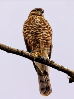 Sparrow Hawk Chick​​​​‌﻿‍﻿​‍​‍‌‍﻿﻿‌﻿​‍‌‍‍‌‌‍‌﻿‌‍‍‌‌‍﻿‍​‍​‍​﻿‍‍​‍​‍‌﻿​﻿‌‍​‌‌‍﻿‍‌‍‍‌‌﻿‌​‌﻿‍‌​‍﻿‍‌‍‍‌‌‍﻿﻿​‍​‍​‍﻿​​‍​‍‌‍‍​‌﻿​‍‌‍‌‌‌‍‌‍​‍​‍​﻿‍‍​‍​‍​‍﻿﻿‌‍​‌‌‍‌​‌‍﻿‌‌‍‍‌‌‍﻿‍​‍﻿﻿‌‍‍‌‌‍﻿‍‌﻿‌​‌‍‌‌‌‍﻿‍‌﻿‌​​‍﻿﻿‌‍‌‌‌‍‌​‌‍‍‌‌﻿‌​​‍﻿﻿‌‍﻿‌‌‍﻿﻿‌‍‌​‌‍‌‌​﻿﻿‌‌﻿​​‌﻿​‍‌‍‌‌‌﻿​﻿‌‍‌‌‌‍﻿‍‌﻿‌​‌‍​‌‌﻿‌​‌‍‍‌‌‍﻿﻿‌‍﻿‍​﻿‍﻿‌‍‍‌‌‍‌​​﻿﻿‌‌‍‌​​﻿​‍‌‍‌‌‌‍‌‍‌‍‌​​﻿​‍​﻿​‍​﻿​﻿​‍﻿‌​﻿‌﻿​﻿​‌‌‍​‌​﻿​‌​‍﻿‌​﻿‌​​﻿‌‌‌‍​﻿​﻿​‌​‍﻿‌‌‍​‌​﻿​‌‌‍​‌​﻿​﻿​‍﻿‌‌‍​﻿‌‍‌‍​﻿​‍​﻿​﻿‌‍​‌​﻿‌​​﻿​​‌‍‌‌​﻿‍‌‌‍‌​​﻿‌‍‌‍​‍​﻿‍﻿‌﻿‌​‌﻿‍‌‌﻿​​‌‍‌‌​﻿﻿‌‌‍​‍‌‍‍‌‌﻿​‍‌‍‌​‌﻿​﻿‌​‌﻿‌‍​‌‌‍﻿​‌‍﻿​‌‍‌‌‌﻿​‍‌﻿‍‌​﻿‍﻿‌﻿​​‌‍​‌‌﻿‌​‌‍‍​​﻿﻿‌‌‍‌﻿‌‍​‌‌‍﻿​‌‍﻿​‌‍‌‌‌﻿​‍‌﻿‍‌‌​‍‌‌‍﻿‌‌‍​‌‌‍‌﻿‌‍‌‌‌﻿​﻿​‍‌‌​﻿‌‌‌​​‍‌‌﻿﻿‌‍‍﻿‌‍‌‌‌﻿‍‌​‍‌‌​﻿​﻿‌​‌​​‍‌‌​﻿​﻿‌​‌​​‍‌‌​﻿​‍​﻿​‍‌‍​﻿​﻿​‌​﻿‌​​﻿​‌‌‍​‌‌‍​‌​﻿​‌​﻿​​‌‍‌‍​﻿​​​﻿‌﻿​﻿‌‍​‍‌‌​﻿​‍​﻿​‍​‍‌‌​﻿‌‌‌​‌​​‍﻿‍‌‍​‌‌‍﻿​‌﻿‌​​﻿﻿﻿‌‍​‍‌‍​‌‌﻿​﻿‌‍‌‌‌‌‌‌‌﻿​‍‌‍﻿​​﻿﻿‌​‍‌‌​﻿​‍‌​‌‍‌‍​‌‌‍‌​‌‍﻿‌‌‍‍‌‌‍﻿‍​‍‌‍‌‍‍‌‌‍‌​​﻿﻿‌‌‍‌​​﻿​‍‌‍‌‌‌‍‌‍‌‍‌​​﻿​‍​﻿​‍​﻿​﻿​‍﻿‌​﻿‌﻿​﻿​‌‌‍​‌​﻿​‌​‍﻿‌​﻿‌​​﻿‌‌‌‍​﻿​﻿​‌​‍﻿‌‌‍​‌​﻿​‌‌‍​‌​﻿​﻿​‍﻿‌‌‍​﻿‌‍‌‍​﻿​‍​﻿​﻿‌‍​‌​﻿‌​​﻿​​‌‍‌‌​﻿‍‌‌‍‌​​﻿‌‍‌‍​‍​‍‌‍‌﻿‌​‌﻿‍‌‌﻿​​‌‍‌‌​﻿﻿‌‌‍​‍‌‍‍‌‌﻿​‍‌‍‌​‌﻿​﻿‌​‌﻿‌‍​‌‌‍﻿​‌‍﻿​‌‍‌‌‌﻿​‍‌﻿‍‌​‍‌‍‌﻿​​‌‍​‌‌﻿‌​‌‍‍​​﻿﻿‌‌‍‌﻿‌‍​‌‌‍﻿​‌‍﻿​‌‍‌‌‌﻿​‍‌﻿‍‌‌​‍‌‌‍﻿‌‌‍​‌‌‍‌﻿‌‍‌‌‌﻿​﻿​‍‌‌​﻿‌‌‌​​‍‌‌﻿﻿‌‍‍﻿‌‍‌‌‌﻿‍‌​‍‌‌​﻿​﻿‌​‌​​‍‌‌​﻿​﻿‌​‌​​‍‌‌​﻿​‍​﻿​‍‌‍​﻿​﻿​‌​﻿‌​​﻿​‌‌‍​‌‌‍​‌​﻿​‌​﻿​​‌‍‌‍​﻿​​​﻿‌﻿​﻿‌‍​‍‌‌​﻿​‍​﻿​‍​‍‌‌​﻿‌‌‌​‌​​‍﻿‍‌‍​‌‌‍﻿​‌﻿‌​​‍‌‍‌﻿​​‌‍‌‌‌﻿​‍‌﻿​﻿‌﻿​​‌‍‌‌‌‍​﻿‌﻿‌​‌‍‍‌‌﻿‌‍‌‍‌‌​﻿﻿‌‌﻿​​‌﻿‌‌‌‍​‍‌‍﻿​‌‍‍‌‌﻿​﻿‌‍‍​‌‍‌‌‌‍‌​​‍​‍‌﻿﻿‌