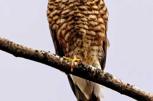 Sparrow Hawk Chick
