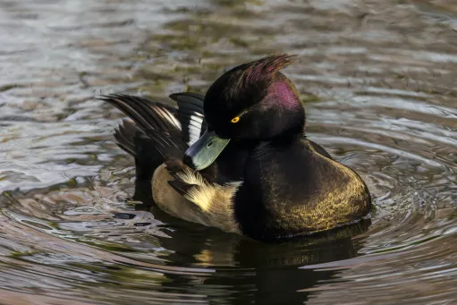 Tufted Duck in Winter Colours​​​​‌﻿‍﻿​‍​‍‌‍﻿﻿‌﻿​‍‌‍‍‌‌‍‌﻿‌‍‍‌‌‍﻿‍​‍​‍​﻿‍‍​‍​‍‌﻿​﻿‌‍​‌‌‍﻿‍‌‍‍‌‌﻿‌​‌﻿‍‌​‍﻿‍‌‍‍‌‌‍﻿﻿​‍​‍​‍﻿​​‍​‍‌‍‍​‌﻿​‍‌‍‌‌‌‍‌‍​‍​‍​﻿‍‍​‍​‍​‍﻿﻿‌‍​‌‌‍‌​‌‍﻿‌‌‍‍‌‌‍﻿‍​‍﻿﻿‌‍‍‌‌‍﻿‍‌﻿‌​‌‍‌‌‌‍﻿‍‌﻿‌​​‍﻿﻿‌‍‌‌‌‍‌​‌‍‍‌‌﻿‌​​‍﻿﻿‌‍﻿‌‌‍﻿﻿‌‍‌​‌‍‌‌​﻿﻿‌‌﻿​​‌﻿​‍‌‍‌‌‌﻿​﻿‌‍‌‌‌‍﻿‍‌﻿‌​‌‍​‌‌﻿‌​‌‍‍‌‌‍﻿﻿‌‍﻿‍​﻿‍﻿‌‍‍‌‌‍‌​​﻿﻿‌​﻿​‍​﻿​﻿‌‍​‍​﻿‍‌‌‍‌‍‌‍​‍​﻿‌‍​﻿‌​​‍﻿‌‌‍‌‍‌‍‌‌‌‍‌‌‌‍‌‍​‍﻿‌​﻿‌​​﻿​‌​﻿‌​​﻿‍​​‍﻿‌‌‍​‌​﻿​​​﻿‌​​﻿‍​​‍﻿‌‌‍‌‌​﻿‍​​﻿‍​‌‍‌‌​﻿​‌‌‍‌​​﻿‍‌‌‍‌‌​﻿‌​‌‍‌‍​﻿‌﻿​﻿‍​​﻿‍﻿‌﻿‌​‌﻿‍‌‌﻿​​‌‍‌‌​﻿﻿‌‌‍​‍‌‍‍‌‌﻿​‍‌‍‌​‌﻿​﻿‌​‌﻿‌‍​‌‌‍﻿​‌‍﻿​‌‍‌‌‌﻿​‍‌﻿‍‌​﻿‍﻿‌﻿​​‌‍​‌‌﻿‌​‌‍‍​​﻿﻿‌‌‍‌﻿‌‍​‌‌‍﻿​‌‍﻿​‌‍‌‌‌﻿​‍‌﻿‍‌‌​‍‌‌‍﻿‌‌‍​‌‌‍‌﻿‌‍‌‌‌﻿​﻿​‍‌‌​﻿‌‌‌​​‍‌‌﻿﻿‌‍‍﻿‌‍‌‌‌﻿‍‌​‍‌‌​﻿​﻿‌​‌​​‍‌‌​﻿​﻿‌​‌​​‍‌‌​﻿​‍​﻿​‍‌‍‌‍​﻿‌‍‌‍​‌‌‍‌​​﻿‍​‌‍​﻿​﻿‌‍​﻿‌﻿‌‍​‌​﻿‌‍​﻿‌‍​﻿‌‌​‍‌‌​﻿​‍​﻿​‍​‍‌‌​﻿‌‌‌​‌​​‍﻿‍‌‍​‌‌‍﻿​‌﻿‌​​﻿﻿﻿‌‍​‍‌‍​‌‌﻿​﻿‌‍‌‌‌‌‌‌‌﻿​‍‌‍﻿​​﻿﻿‌​‍‌‌​﻿​‍‌​‌‍‌‍​‌‌‍‌​‌‍﻿‌‌‍‍‌‌‍﻿‍​‍‌‍‌‍‍‌‌‍‌​​﻿﻿‌​﻿​‍​﻿​﻿‌‍​‍​﻿‍‌‌‍‌‍‌‍​‍​﻿‌‍​﻿‌​​‍﻿‌‌‍‌‍‌‍‌‌‌‍‌‌‌‍‌‍​‍﻿‌​﻿‌​​﻿​‌​﻿‌​​﻿‍​​‍﻿‌‌‍​‌​﻿​​​﻿‌​​﻿‍​​‍﻿‌‌‍‌‌​﻿‍​​﻿‍​‌‍‌‌​﻿​‌‌‍‌​​﻿‍‌‌‍‌‌​﻿‌​‌‍‌‍​﻿‌﻿​﻿‍​​‍‌‍‌﻿‌​‌﻿‍‌‌﻿​​‌‍‌‌​﻿﻿‌‌‍​‍‌‍‍‌‌﻿​‍‌‍‌​‌﻿​﻿‌​‌﻿‌‍​‌‌‍﻿​‌‍﻿​‌‍‌‌‌﻿​‍‌﻿‍‌​‍‌‍‌﻿​​‌‍​‌‌﻿‌​‌‍‍​​﻿﻿‌‌‍‌﻿‌‍​‌‌‍﻿​‌‍﻿​‌‍‌‌‌﻿​‍‌﻿‍‌‌​‍‌‌‍﻿‌‌‍​‌‌‍‌﻿‌‍‌‌‌﻿​﻿​‍‌‌​﻿‌‌‌​​‍‌‌﻿﻿‌‍‍﻿‌‍‌‌‌﻿‍‌​‍‌‌​﻿​﻿‌​‌​​‍‌‌​﻿​﻿‌​‌​​‍‌‌​﻿​‍​﻿​‍‌‍‌‍​﻿‌‍‌‍​‌‌‍‌​​﻿‍​‌‍​﻿​﻿‌‍​﻿‌﻿‌‍​‌​﻿‌‍​﻿‌‍​﻿‌‌​‍‌‌​﻿​‍​﻿​‍​‍‌‌​﻿‌‌‌​‌​​‍﻿‍‌‍​‌‌‍﻿​‌﻿‌​​‍‌‍‌﻿​​‌‍‌‌‌﻿​‍‌﻿​﻿‌﻿​​‌‍‌‌‌‍​﻿‌﻿‌​‌‍‍‌‌﻿‌‍‌‍‌‌​﻿﻿‌‌﻿​​‌﻿‌‌‌‍​‍‌‍﻿​‌‍‍‌‌﻿​﻿‌‍‍​‌‍‌‌‌‍‌​​‍​‍‌﻿﻿‌