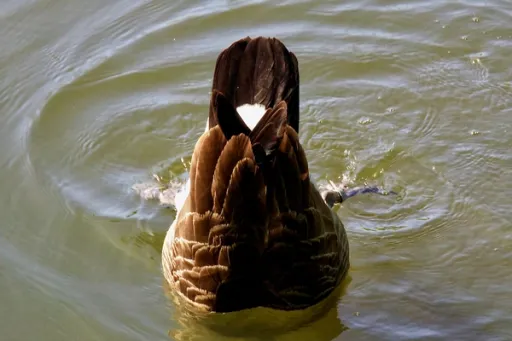 Bottoms Up​​​​‌﻿‍﻿​‍​‍‌‍﻿﻿‌﻿​‍‌‍‍‌‌‍‌﻿‌‍‍‌‌‍﻿‍​‍​‍​﻿‍‍​‍​‍‌﻿​﻿‌‍​‌‌‍﻿‍‌‍‍‌‌﻿‌​‌﻿‍‌​‍﻿‍‌‍‍‌‌‍﻿﻿​‍​‍​‍﻿​​‍​‍‌‍‍​‌﻿​‍‌‍‌‌‌‍‌‍​‍​‍​﻿‍‍​‍​‍​‍﻿﻿‌‍​‌‌‍‌​‌‍﻿‌‌‍‍‌‌‍﻿‍​‍﻿﻿‌‍‍‌‌‍﻿‍‌﻿‌​‌‍‌‌‌‍﻿‍‌﻿‌​​‍﻿﻿‌‍‌‌‌‍‌​‌‍‍‌‌﻿‌​​‍﻿﻿‌‍﻿‌‌‍﻿﻿‌‍‌​‌‍‌‌​﻿﻿‌‌﻿​​‌﻿​‍‌‍‌‌‌﻿​﻿‌‍‌‌‌‍﻿‍‌﻿‌​‌‍​‌‌﻿‌​‌‍‍‌‌‍﻿﻿‌‍﻿‍​﻿‍﻿‌‍‍‌‌‍‌​​﻿﻿‌​﻿‌‌‌‍​‍‌‍​﻿‌‍​‍​﻿​‍​﻿‍​​﻿‌﻿‌‍​﻿​‍﻿‌‌‍‌​​﻿​‍​﻿‌​​﻿‌​​‍﻿‌​﻿‌​​﻿‌​‌‍‌‍​﻿‍‌​‍﻿‌​﻿‍​​﻿​‌‌‍‌​​﻿‌﻿​‍﻿‌​﻿‌‍‌‍​‍​﻿‌​‌‍​‌‌‍‌‍​﻿​﻿​﻿​﻿‌‍‌​​﻿​‍‌‍‌‍​﻿​‍‌‍​‍​﻿‍﻿‌﻿‌​‌﻿‍‌‌﻿​​‌‍‌‌​﻿﻿‌‌‍​‍‌‍‍‌‌﻿​‍‌‍‌​‌﻿​﻿‌​‌﻿‌‍​‌‌‍﻿​‌‍﻿​‌‍‌‌‌﻿​‍‌﻿‍‌​﻿‍﻿‌﻿​​‌‍​‌‌﻿‌​‌‍‍​​﻿﻿‌‌‍‌﻿‌‍​‌‌‍﻿​‌‍﻿​‌‍‌‌‌﻿​‍‌﻿‍‌‌​‍‌‌‍﻿‌‌‍​‌‌‍‌﻿‌‍‌‌‌﻿​﻿​‍‌‌​﻿‌‌‌​​‍‌‌﻿﻿‌‍‍﻿‌‍‌‌‌﻿‍‌​‍‌‌​﻿​﻿‌​‌​​‍‌‌​﻿​﻿‌​‌​​‍‌‌​﻿​‍​﻿​‍​﻿​‌‌‍​‍​﻿​﻿​﻿​﻿​﻿‌﻿‌‍​‌‌‍‌‌​﻿​‍​﻿‍​‌‍‌‌‌‍‌​​﻿​‌​‍‌‌​﻿​‍​﻿​‍​‍‌‌​﻿‌‌‌​‌​​‍﻿‍‌‍​‌‌‍﻿​‌﻿‌​​﻿﻿﻿‌‍​‍‌‍​‌‌﻿​﻿‌‍‌‌‌‌‌‌‌﻿​‍‌‍﻿​​﻿﻿‌​‍‌‌​﻿​‍‌​‌‍‌‍​‌‌‍‌​‌‍﻿‌‌‍‍‌‌‍﻿‍​‍‌‍‌‍‍‌‌‍‌​​﻿﻿‌​﻿‌‌‌‍​‍‌‍​﻿‌‍​‍​﻿​‍​﻿‍​​﻿‌﻿‌‍​﻿​‍﻿‌‌‍‌​​﻿​‍​﻿‌​​﻿‌​​‍﻿‌​﻿‌​​﻿‌​‌‍‌‍​﻿‍‌​‍﻿‌​﻿‍​​﻿​‌‌‍‌​​﻿‌﻿​‍﻿‌​﻿‌‍‌‍​‍​﻿‌​‌‍​‌‌‍‌‍​﻿​﻿​﻿​﻿‌‍‌​​﻿​‍‌‍‌‍​﻿​‍‌‍​‍​‍‌‍‌﻿‌​‌﻿‍‌‌﻿​​‌‍‌‌​﻿﻿‌‌‍​‍‌‍‍‌‌﻿​‍‌‍‌​‌﻿​﻿‌​‌﻿‌‍​‌‌‍﻿​‌‍﻿​‌‍‌‌‌﻿​‍‌﻿‍‌​‍‌‍‌﻿​​‌‍​‌‌﻿‌​‌‍‍​​﻿﻿‌‌‍‌﻿‌‍​‌‌‍﻿​‌‍﻿​‌‍‌‌‌﻿​‍‌﻿‍‌‌​‍‌‌‍﻿‌‌‍​‌‌‍‌﻿‌‍‌‌‌﻿​﻿​‍‌‌​﻿‌‌‌​​‍‌‌﻿﻿‌‍‍﻿‌‍‌‌‌﻿‍‌​‍‌‌​﻿​﻿‌​‌​​‍‌‌​﻿​﻿‌​‌​​‍‌‌​﻿​‍​﻿​‍​﻿​‌‌‍​‍​﻿​﻿​﻿​﻿​﻿‌﻿‌‍​‌‌‍‌‌​﻿​‍​﻿‍​‌‍‌‌‌‍‌​​﻿​‌​‍‌‌​﻿​‍​﻿​‍​‍‌‌​﻿‌‌‌​‌​​‍﻿‍‌‍​‌‌‍﻿​‌﻿‌​​‍‌‍‌﻿​​‌‍‌‌‌﻿​‍‌﻿​﻿‌﻿​​‌‍‌‌‌‍​﻿‌﻿‌​‌‍‍‌‌﻿‌‍‌‍‌‌​﻿﻿‌‌﻿​​‌﻿‌‌‌‍​‍‌‍﻿​‌‍‍‌‌﻿​﻿‌‍‍​‌‍‌‌‌‍‌​​‍​‍‌﻿﻿‌