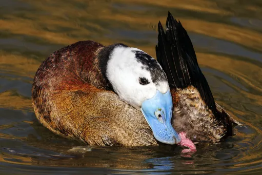 Blue-Billed Duck​​​​‌﻿‍﻿​‍​‍‌‍﻿﻿‌﻿​‍‌‍‍‌‌‍‌﻿‌‍‍‌‌‍﻿‍​‍​‍​﻿‍‍​‍​‍‌﻿​﻿‌‍​‌‌‍﻿‍‌‍‍‌‌﻿‌​‌﻿‍‌​‍﻿‍‌‍‍‌‌‍﻿﻿​‍​‍​‍﻿​​‍​‍‌‍‍​‌﻿​‍‌‍‌‌‌‍‌‍​‍​‍​﻿‍‍​‍​‍​‍﻿﻿‌‍​‌‌‍‌​‌‍﻿‌‌‍‍‌‌‍﻿‍​‍﻿﻿‌‍‍‌‌‍﻿‍‌﻿‌​‌‍‌‌‌‍﻿‍‌﻿‌​​‍﻿﻿‌‍‌‌‌‍‌​‌‍‍‌‌﻿‌​​‍﻿﻿‌‍﻿‌‌‍﻿﻿‌‍‌​‌‍‌‌​﻿﻿‌‌﻿​​‌﻿​‍‌‍‌‌‌﻿​﻿‌‍‌‌‌‍﻿‍‌﻿‌​‌‍​‌‌﻿‌​‌‍‍‌‌‍﻿﻿‌‍﻿‍​﻿‍﻿‌‍‍‌‌‍‌​​﻿﻿‌​﻿​‍​﻿​﻿‌‍​‍​﻿‍‌‌‍‌‍‌‍​‍​﻿‌‍​﻿‌​​‍﻿‌‌‍‌‍‌‍‌‌‌‍‌‌‌‍‌‍​‍﻿‌​﻿‌​​﻿​‌​﻿‌​​﻿‍​​‍﻿‌‌‍​‌​﻿​​​﻿‌​​﻿‍​​‍﻿‌‌‍‌‌​﻿‍​​﻿‍​‌‍‌‌​﻿​‌‌‍‌​​﻿‍‌‌‍‌‌​﻿‌​‌‍‌‍​﻿‌﻿​﻿‍​​﻿‍﻿‌﻿‌​‌﻿‍‌‌﻿​​‌‍‌‌​﻿﻿‌‌‍​‍‌‍‍‌‌﻿​‍‌‍‌​‌﻿​﻿‌​‌﻿‌‍​‌‌‍﻿​‌‍﻿​‌‍‌‌‌﻿​‍‌﻿‍‌​﻿‍﻿‌﻿​​‌‍​‌‌﻿‌​‌‍‍​​﻿﻿‌‌‍‌﻿‌‍​‌‌‍﻿​‌‍﻿​‌‍‌‌‌﻿​‍‌﻿‍‌‌​‍‌‌‍﻿‌‌‍​‌‌‍‌﻿‌‍‌‌‌﻿​﻿​‍‌‌​﻿‌‌‌​​‍‌‌﻿﻿‌‍‍﻿‌‍‌‌‌﻿‍‌​‍‌‌​﻿​﻿‌​‌​​‍‌‌​﻿​﻿‌​‌​​‍‌‌​﻿​‍​﻿​‍​﻿​‌​﻿​‌​﻿​‌​﻿‍‌‌‍‌‌​﻿​‌​﻿‌﻿‌‍‌‌​﻿‌﻿‌‍‌‍​﻿​​​﻿‍‌​‍‌‌​﻿​‍​﻿​‍​‍‌‌​﻿‌‌‌​‌​​‍﻿‍‌‍​‌‌‍﻿​‌﻿‌​​﻿﻿﻿‌‍​‍‌‍​‌‌﻿​﻿‌‍‌‌‌‌‌‌‌﻿​‍‌‍﻿​​﻿﻿‌​‍‌‌​﻿​‍‌​‌‍‌‍​‌‌‍‌​‌‍﻿‌‌‍‍‌‌‍﻿‍​‍‌‍‌‍‍‌‌‍‌​​﻿﻿‌​﻿​‍​﻿​﻿‌‍​‍​﻿‍‌‌‍‌‍‌‍​‍​﻿‌‍​﻿‌​​‍﻿‌‌‍‌‍‌‍‌‌‌‍‌‌‌‍‌‍​‍﻿‌​﻿‌​​﻿​‌​﻿‌​​﻿‍​​‍﻿‌‌‍​‌​﻿​​​﻿‌​​﻿‍​​‍﻿‌‌‍‌‌​﻿‍​​﻿‍​‌‍‌‌​﻿​‌‌‍‌​​﻿‍‌‌‍‌‌​﻿‌​‌‍‌‍​﻿‌﻿​﻿‍​​‍‌‍‌﻿‌​‌﻿‍‌‌﻿​​‌‍‌‌​﻿﻿‌‌‍​‍‌‍‍‌‌﻿​‍‌‍‌​‌﻿​﻿‌​‌﻿‌‍​‌‌‍﻿​‌‍﻿​‌‍‌‌‌﻿​‍‌﻿‍‌​‍‌‍‌﻿​​‌‍​‌‌﻿‌​‌‍‍​​﻿﻿‌‌‍‌﻿‌‍​‌‌‍﻿​‌‍﻿​‌‍‌‌‌﻿​‍‌﻿‍‌‌​‍‌‌‍﻿‌‌‍​‌‌‍‌﻿‌‍‌‌‌﻿​﻿​‍‌‌​﻿‌‌‌​​‍‌‌﻿﻿‌‍‍﻿‌‍‌‌‌﻿‍‌​‍‌‌​﻿​﻿‌​‌​​‍‌‌​﻿​﻿‌​‌​​‍‌‌​﻿​‍​﻿​‍​﻿​‌​﻿​‌​﻿​‌​﻿‍‌‌‍‌‌​﻿​‌​﻿‌﻿‌‍‌‌​﻿‌﻿‌‍‌‍​﻿​​​﻿‍‌​‍‌‌​﻿​‍​﻿​‍​‍‌‌​﻿‌‌‌​‌​​‍﻿‍‌‍​‌‌‍﻿​‌﻿‌​​‍‌‍‌﻿​​‌‍‌‌‌﻿​‍‌﻿​﻿‌﻿​​‌‍‌‌‌‍​﻿‌﻿‌​‌‍‍‌‌﻿‌‍‌‍‌‌​﻿﻿‌‌﻿​​‌﻿‌‌‌‍​‍‌‍﻿​‌‍‍‌‌﻿​﻿‌‍‍​‌‍‌‌‌‍‌​​‍​‍‌﻿﻿‌