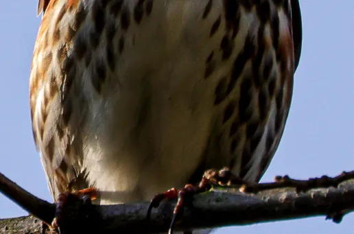 Redwing