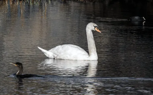 Mute Swan 6​​​​‌﻿‍﻿​‍​‍‌‍﻿﻿‌﻿​‍‌‍‍‌‌‍‌﻿‌‍‍‌‌‍﻿‍​‍​‍​﻿‍‍​‍​‍‌﻿​﻿‌‍​‌‌‍﻿‍‌‍‍‌‌﻿‌​‌﻿‍‌​‍﻿‍‌‍‍‌‌‍﻿﻿​‍​‍​‍﻿​​‍​‍‌‍‍​‌﻿​‍‌‍‌‌‌‍‌‍​‍​‍​﻿‍‍​‍​‍​‍﻿﻿‌‍​‌‌‍‌​‌‍﻿‌‌‍‍‌‌‍﻿‍​‍﻿﻿‌‍‍‌‌‍﻿‍‌﻿‌​‌‍‌‌‌‍﻿‍‌﻿‌​​‍﻿﻿‌‍‌‌‌‍‌​‌‍‍‌‌﻿‌​​‍﻿﻿‌‍﻿‌‌‍﻿﻿‌‍‌​‌‍‌‌​﻿﻿‌‌﻿​​‌﻿​‍‌‍‌‌‌﻿​﻿‌‍‌‌‌‍﻿‍‌﻿‌​‌‍​‌‌﻿‌​‌‍‍‌‌‍﻿﻿‌‍﻿‍​﻿‍﻿‌‍‍‌‌‍‌​​﻿﻿‌‌‍​﻿​﻿​﻿​﻿‍‌​﻿​‌​﻿​‍​﻿‌​‌‍‌​​﻿​‍​‍﻿‌​﻿‌‌​﻿​‌​﻿‍‌‌‍‌‍​‍﻿‌​﻿‌​​﻿‌‍​﻿​​​﻿‍‌​‍﻿‌​﻿‍‌​﻿‌﻿‌‍​﻿‌‍​‍​‍﻿‌‌‍​‍‌‍‌‌​﻿‌‌​﻿‌​​﻿‍​​﻿​‍‌‍‌‌‌‍​﻿​﻿‍‌‌‍‌‌​﻿​​​﻿‍‌​﻿‍﻿‌﻿‌​‌﻿‍‌‌﻿​​‌‍‌‌​﻿﻿‌‌‍​‍‌‍‍‌‌﻿​‍‌‍‌​‌﻿​﻿‌​‌﻿‌‍​‌‌‍﻿​‌‍﻿​‌‍‌‌‌﻿​‍‌﻿‍‌​﻿‍﻿‌﻿​​‌‍​‌‌﻿‌​‌‍‍​​﻿﻿‌‌‍‌﻿‌‍​‌‌‍﻿​‌‍﻿​‌‍‌‌‌﻿​‍‌﻿‍‌‌​‍‌‌‍﻿‌‌‍​‌‌‍‌﻿‌‍‌‌‌﻿​﻿​‍‌‌​﻿‌‌‌​​‍‌‌﻿﻿‌‍‍﻿‌‍‌‌‌﻿‍‌​‍‌‌​﻿​﻿‌​‌​​‍‌‌​﻿​﻿‌​‌​​‍‌‌​﻿​‍​﻿​‍​﻿‍‌‌‍‌‌​﻿‌​​﻿‍‌‌‍​﻿‌‍‌​​﻿​﻿​﻿‌​‌‍‌‌​﻿​​‌‍​﻿‌‍​‌​‍‌‌​﻿​‍​﻿​‍​‍‌‌​﻿‌‌‌​‌​​‍﻿‍‌‍​‌‌‍﻿​‌﻿‌​​﻿﻿﻿‌‍​‍‌‍​‌‌﻿​﻿‌‍‌‌‌‌‌‌‌﻿​‍‌‍﻿​​﻿﻿‌​‍‌‌​﻿​‍‌​‌‍‌‍​‌‌‍‌​‌‍﻿‌‌‍‍‌‌‍﻿‍​‍‌‍‌‍‍‌‌‍‌​​﻿﻿‌‌‍​﻿​﻿​﻿​﻿‍‌​﻿​‌​﻿​‍​﻿‌​‌‍‌​​﻿​‍​‍﻿‌​﻿‌‌​﻿​‌​﻿‍‌‌‍‌‍​‍﻿‌​﻿‌​​﻿‌‍​﻿​​​﻿‍‌​‍﻿‌​﻿‍‌​﻿‌﻿‌‍​﻿‌‍​‍​‍﻿‌‌‍​‍‌‍‌‌​﻿‌‌​﻿‌​​﻿‍​​﻿​‍‌‍‌‌‌‍​﻿​﻿‍‌‌‍‌‌​﻿​​​﻿‍‌​‍‌‍‌﻿‌​‌﻿‍‌‌﻿​​‌‍‌‌​﻿﻿‌‌‍​‍‌‍‍‌‌﻿​‍‌‍‌​‌﻿​﻿‌​‌﻿‌‍​‌‌‍﻿​‌‍﻿​‌‍‌‌‌﻿​‍‌﻿‍‌​‍‌‍‌﻿​​‌‍​‌‌﻿‌​‌‍‍​​﻿﻿‌‌‍‌﻿‌‍​‌‌‍﻿​‌‍﻿​‌‍‌‌‌﻿​‍‌﻿‍‌‌​‍‌‌‍﻿‌‌‍​‌‌‍‌﻿‌‍‌‌‌﻿​﻿​‍‌‌​﻿‌‌‌​​‍‌‌﻿﻿‌‍‍﻿‌‍‌‌‌﻿‍‌​‍‌‌​﻿​﻿‌​‌​​‍‌‌​﻿​﻿‌​‌​​‍‌‌​﻿​‍​﻿​‍​﻿‍‌‌‍‌‌​﻿‌​​﻿‍‌‌‍​﻿‌‍‌​​﻿​﻿​﻿‌​‌‍‌‌​﻿​​‌‍​﻿‌‍​‌​‍‌‌​﻿​‍​﻿​‍​‍‌‌​﻿‌‌‌​‌​​‍﻿‍‌‍​‌‌‍﻿​‌﻿‌​​‍‌‍‌﻿​​‌‍‌‌‌﻿​‍‌﻿​﻿‌﻿​​‌‍‌‌‌‍​﻿‌﻿‌​‌‍‍‌‌﻿‌‍‌‍‌‌​﻿﻿‌‌﻿​​‌﻿‌‌‌‍​‍‌‍﻿​‌‍‍‌‌﻿​﻿‌‍‍​‌‍‌‌‌‍‌​​‍​‍‌﻿﻿‌
