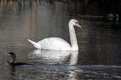 Mute Swan 6