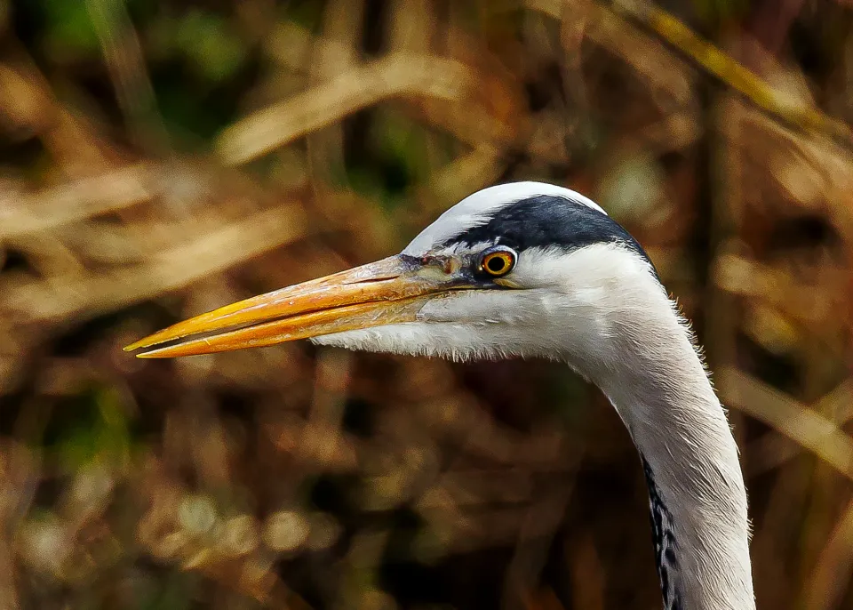Grey Heron 10​​​​‌﻿‍﻿​‍​‍‌‍﻿﻿‌﻿​‍‌‍‍‌‌‍‌﻿‌‍‍‌‌‍﻿‍​‍​‍​﻿‍‍​‍​‍‌﻿​﻿‌‍​‌‌‍﻿‍‌‍‍‌‌﻿‌​‌﻿‍‌​‍﻿‍‌‍‍‌‌‍﻿﻿​‍​‍​‍﻿​​‍​‍‌‍‍​‌﻿​‍‌‍‌‌‌‍‌‍​‍​‍​﻿‍‍​‍​‍​‍﻿﻿‌‍​‌‌‍‌​‌‍﻿‌‌‍‍‌‌‍﻿‍​‍﻿﻿‌‍‍‌‌‍﻿‍‌﻿‌​‌‍‌‌‌‍﻿‍‌﻿‌​​‍﻿﻿‌‍‌‌‌‍‌​‌‍‍‌‌﻿‌​​‍﻿﻿‌‍﻿‌‌‍﻿﻿‌‍‌​‌‍‌‌​﻿﻿‌‌﻿​​‌﻿​‍‌‍‌‌‌﻿​﻿‌‍‌‌‌‍﻿‍‌﻿‌​‌‍​‌‌﻿‌​‌‍‍‌‌‍﻿﻿‌‍﻿‍​﻿‍﻿‌‍‍‌‌‍‌​​﻿﻿‌​﻿​​​﻿​​​﻿​​‌‍‌‍‌‍‌‌​﻿​﻿‌‍‌‍​﻿​​​‍﻿‌​﻿‌​​﻿‌‌​﻿​​​﻿‍​​‍﻿‌​﻿‌​​﻿‌‍​﻿​‌​﻿‍​​‍﻿‌‌‍​‌​﻿‌​​﻿‌﻿‌‍‌‌​‍﻿‌​﻿‌​​﻿‌‌​﻿​‍‌‍​‍​﻿‍‌​﻿​﻿​﻿​‍​﻿​‌​﻿‍​​﻿‌‌​﻿​﻿‌‍​‍​﻿‍﻿‌﻿‌​‌﻿‍‌‌﻿​​‌‍‌‌​﻿﻿‌‌‍​‍‌‍‍‌‌﻿​‍‌‍‌​‌﻿​﻿‌​‌﻿‌‍​‌‌‍﻿​‌‍﻿​‌‍‌‌‌﻿​‍‌﻿‍‌​﻿‍﻿‌﻿​​‌‍​‌‌﻿‌​‌‍‍​​﻿﻿‌‌‍‌﻿‌‍​‌‌‍﻿​‌‍﻿​‌‍‌‌‌﻿​‍‌﻿‍‌‌​‍‌‌‍﻿‌‌‍​‌‌‍‌﻿‌‍‌‌‌﻿​﻿​‍‌‌​﻿‌‌‌​​‍‌‌﻿﻿‌‍‍﻿‌‍‌‌‌﻿‍‌​‍‌‌​﻿​﻿‌​‌​​‍‌‌​﻿​﻿‌​‌​​‍‌‌​﻿​‍​﻿​‍‌‍‌​​﻿​​‌‍‌‌​﻿​‌‌‍​‍​﻿‍‌‌‍‌‍‌‍‌‍​﻿‌‌​﻿​​​﻿​‌​﻿​‍​‍‌‌​﻿​‍​﻿​‍​‍‌‌​﻿‌‌‌​‌​​‍﻿‍‌‍​‌‌‍﻿​‌﻿‌​​﻿﻿﻿‌‍​‍‌‍​‌‌﻿​﻿‌‍‌‌‌‌‌‌‌﻿​‍‌‍﻿​​﻿﻿‌​‍‌‌​﻿​‍‌​‌‍‌‍​‌‌‍‌​‌‍﻿‌‌‍‍‌‌‍﻿‍​‍‌‍‌‍‍‌‌‍‌​​﻿﻿‌​﻿​​​﻿​​​﻿​​‌‍‌‍‌‍‌‌​﻿​﻿‌‍‌‍​﻿​​​‍﻿‌​﻿‌​​﻿‌‌​﻿​​​﻿‍​​‍﻿‌​﻿‌​​﻿‌‍​﻿​‌​﻿‍​​‍﻿‌‌‍​‌​﻿‌​​﻿‌﻿‌‍‌‌​‍﻿‌​﻿‌​​﻿‌‌​﻿​‍‌‍​‍​﻿‍‌​﻿​﻿​﻿​‍​﻿​‌​﻿‍​​﻿‌‌​﻿​﻿‌‍​‍​‍‌‍‌﻿‌​‌﻿‍‌‌﻿​​‌‍‌‌​﻿﻿‌‌‍​‍‌‍‍‌‌﻿​‍‌‍‌​‌﻿​﻿‌​‌﻿‌‍​‌‌‍﻿​‌‍﻿​‌‍‌‌‌﻿​‍‌﻿‍‌​‍‌‍‌﻿​​‌‍​‌‌﻿‌​‌‍‍​​﻿﻿‌‌‍‌﻿‌‍​‌‌‍﻿​‌‍﻿​‌‍‌‌‌﻿​‍‌﻿‍‌‌​‍‌‌‍﻿‌‌‍​‌‌‍‌﻿‌‍‌‌‌﻿​﻿​‍‌‌​﻿‌‌‌​​‍‌‌﻿﻿‌‍‍﻿‌‍‌‌‌﻿‍‌​‍‌‌​﻿​﻿‌​‌​​‍‌‌​﻿​﻿‌​‌​​‍‌‌​﻿​‍​﻿​‍‌‍‌​​﻿​​‌‍‌‌​﻿​‌‌‍​‍​﻿‍‌‌‍‌‍‌‍‌‍​﻿‌‌​﻿​​​﻿​‌​﻿​‍​‍‌‌​﻿​‍​﻿​‍​‍‌‌​﻿‌‌‌​‌​​‍﻿‍‌‍​‌‌‍﻿​‌﻿‌​​‍‌‍‌﻿​​‌‍‌‌‌﻿​‍‌﻿​﻿‌﻿​​‌‍‌‌‌‍​﻿‌﻿‌​‌‍‍‌‌﻿‌‍‌‍‌‌​﻿﻿‌‌﻿​​‌﻿‌‌‌‍​‍‌‍﻿​‌‍‍‌‌﻿​﻿‌‍‍​‌‍‌‌‌‍‌​​‍​‍‌﻿﻿‌