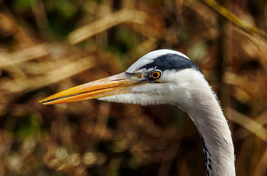 Grey Heron 10
