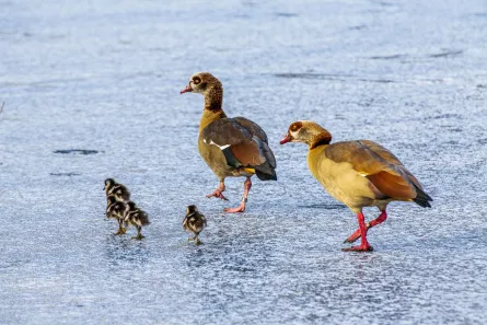 Egyptian Geese​​​​‌﻿‍﻿​‍​‍‌‍﻿﻿‌﻿​‍‌‍‍‌‌‍‌﻿‌‍‍‌‌‍﻿‍​‍​‍​﻿‍‍​‍​‍‌﻿​﻿‌‍​‌‌‍﻿‍‌‍‍‌‌﻿‌​‌﻿‍‌​‍﻿‍‌‍‍‌‌‍﻿﻿​‍​‍​‍﻿​​‍​‍‌‍‍​‌﻿​‍‌‍‌‌‌‍‌‍​‍​‍​﻿‍‍​‍​‍​‍﻿﻿‌‍​‌‌‍‌​‌‍﻿‌‌‍‍‌‌‍﻿‍​‍﻿﻿‌‍‍‌‌‍﻿‍‌﻿‌​‌‍‌‌‌‍﻿‍‌﻿‌​​‍﻿﻿‌‍‌‌‌‍‌​‌‍‍‌‌﻿‌​​‍﻿﻿‌‍﻿‌‌‍﻿﻿‌‍‌​‌‍‌‌​﻿﻿‌‌﻿​​‌﻿​‍‌‍‌‌‌﻿​﻿‌‍‌‌‌‍﻿‍‌﻿‌​‌‍​‌‌﻿‌​‌‍‍‌‌‍﻿﻿‌‍﻿‍​﻿‍﻿‌‍‍‌‌‍‌​​﻿﻿‌​﻿​​​﻿‍‌​﻿​‍​﻿‌﻿​﻿​‍​﻿‌﻿​﻿‌‍​﻿‌‌​‍﻿‌‌‍‌​​﻿‌​​﻿‌​​﻿‍‌​‍﻿‌​﻿‌​​﻿​﻿​﻿‍‌‌‍‌​​‍﻿‌​﻿‍‌‌‍​‌​﻿​​‌‍​﻿​‍﻿‌​﻿​​​﻿​﻿‌‍‌‌​﻿‌​​﻿​‌​﻿‍‌​﻿‌​‌‍‌‍​﻿​﻿​﻿​﻿​﻿‌‌​﻿‌﻿​﻿‍﻿‌﻿‌​‌﻿‍‌‌﻿​​‌‍‌‌​﻿﻿‌‌‍​‍‌‍‍‌‌﻿​‍‌‍‌​‌﻿​﻿‌​‌﻿‌‍​‌‌‍﻿​‌‍﻿​‌‍‌‌‌﻿​‍‌﻿‍‌​﻿‍﻿‌﻿​​‌‍​‌‌﻿‌​‌‍‍​​﻿﻿‌‌‍﻿‌‌‍​‌‌‍‍‌‌‍﻿‍‌​‍‌‌‍﻿‌‌‍​‌‌‍‌﻿‌‍‌‌​‍﻿‍‌‍​‌‌‍﻿​‌﻿‌​​﻿﻿﻿‌‍​‍‌‍​‌‌﻿​﻿‌‍‌‌‌‌‌‌‌﻿​‍‌‍﻿​​﻿﻿‌​‍‌‌​﻿​‍‌​‌‍‌‍​‌‌‍‌​‌‍﻿‌‌‍‍‌‌‍﻿‍​‍‌‍‌‍‍‌‌‍‌​​﻿﻿‌​﻿​​​﻿‍‌​﻿​‍​﻿‌﻿​﻿​‍​﻿‌﻿​﻿‌‍​﻿‌‌​‍﻿‌‌‍‌​​﻿‌​​﻿‌​​﻿‍‌​‍﻿‌​﻿‌​​﻿​﻿​﻿‍‌‌‍‌​​‍﻿‌​﻿‍‌‌‍​‌​﻿​​‌‍​﻿​‍﻿‌​﻿​​​﻿​﻿‌‍‌‌​﻿‌​​﻿​‌​﻿‍‌​﻿‌​‌‍‌‍​﻿​﻿​﻿​﻿​﻿‌‌​﻿‌﻿​‍‌‍‌﻿‌​‌﻿‍‌‌﻿​​‌‍‌‌​﻿﻿‌‌‍​‍‌‍‍‌‌﻿​‍‌‍‌​‌﻿​﻿‌​‌﻿‌‍​‌‌‍﻿​‌‍﻿​‌‍‌‌‌﻿​‍‌﻿‍‌​‍‌‍‌﻿​​‌‍​‌‌﻿‌​‌‍‍​​﻿﻿‌‌‍﻿‌‌‍​‌‌‍‍‌‌‍﻿‍‌​‍‌‌‍﻿‌‌‍​‌‌‍‌﻿‌‍‌‌​‍﻿‍‌‍​‌‌‍﻿​‌﻿‌​​‍‌‍‌﻿​​‌‍‌‌‌﻿​‍‌﻿​﻿‌﻿​​‌‍‌‌‌‍​﻿‌﻿‌​‌‍‍‌‌﻿‌‍‌‍‌‌​﻿﻿‌‌﻿​​‌﻿‌‌‌‍​‍‌‍﻿​‌‍‍‌‌﻿​﻿‌‍‍​‌‍‌‌‌‍‌​​‍​‍‌﻿﻿‌
