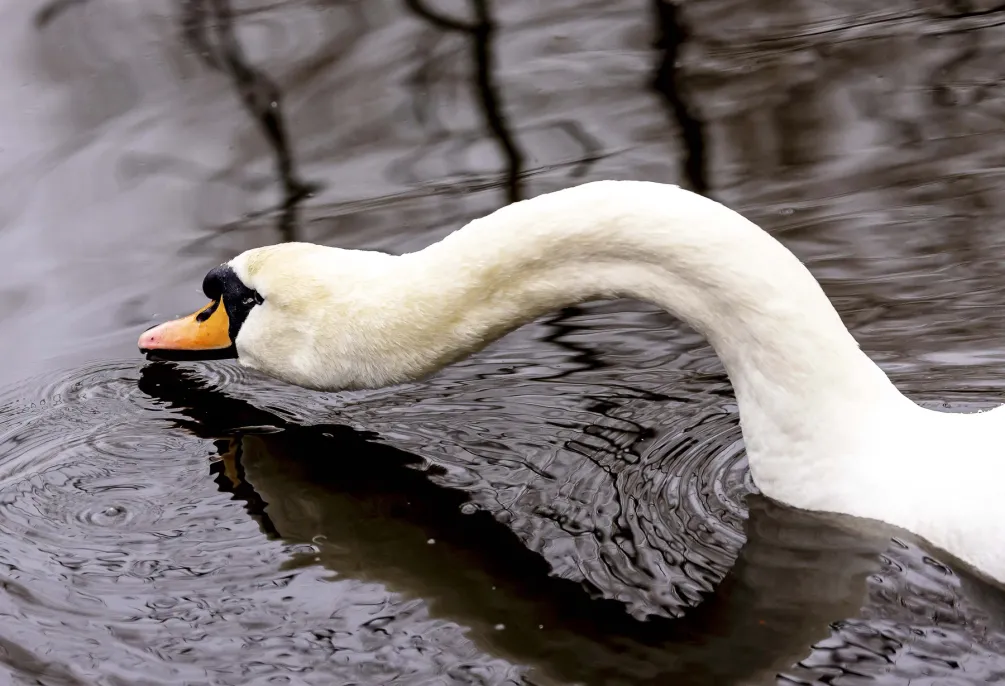 Mute Swan 4​​​​‌﻿‍﻿​‍​‍‌‍﻿﻿‌﻿​‍‌‍‍‌‌‍‌﻿‌‍‍‌‌‍﻿‍​‍​‍​﻿‍‍​‍​‍‌﻿​﻿‌‍​‌‌‍﻿‍‌‍‍‌‌﻿‌​‌﻿‍‌​‍﻿‍‌‍‍‌‌‍﻿﻿​‍​‍​‍﻿​​‍​‍‌‍‍​‌﻿​‍‌‍‌‌‌‍‌‍​‍​‍​﻿‍‍​‍​‍​‍﻿﻿‌‍​‌‌‍‌​‌‍﻿‌‌‍‍‌‌‍﻿‍​‍﻿﻿‌‍‍‌‌‍﻿‍‌﻿‌​‌‍‌‌‌‍﻿‍‌﻿‌​​‍﻿﻿‌‍‌‌‌‍‌​‌‍‍‌‌﻿‌​​‍﻿﻿‌‍﻿‌‌‍﻿﻿‌‍‌​‌‍‌‌​﻿﻿‌‌﻿​​‌﻿​‍‌‍‌‌‌﻿​﻿‌‍‌‌‌‍﻿‍‌﻿‌​‌‍​‌‌﻿‌​‌‍‍‌‌‍﻿﻿‌‍﻿‍​﻿‍﻿‌‍‍‌‌‍‌​​﻿﻿‌‌‍​﻿​﻿​﻿​﻿‍‌​﻿​‌​﻿​‍​﻿‌​‌‍‌​​﻿​‍​‍﻿‌​﻿‌‌​﻿​‌​﻿‍‌‌‍‌‍​‍﻿‌​﻿‌​​﻿‌‍​﻿​​​﻿‍‌​‍﻿‌​﻿‍‌​﻿‌﻿‌‍​﻿‌‍​‍​‍﻿‌‌‍​‍‌‍‌‌​﻿‌‌​﻿‌​​﻿‍​​﻿​‍‌‍‌‌‌‍​﻿​﻿‍‌‌‍‌‌​﻿​​​﻿‍‌​﻿‍﻿‌﻿‌​‌﻿‍‌‌﻿​​‌‍‌‌​﻿﻿‌‌‍​‍‌‍‍‌‌﻿​‍‌‍‌​‌﻿​﻿‌​‌﻿‌‍​‌‌‍﻿​‌‍﻿​‌‍‌‌‌﻿​‍‌﻿‍‌​﻿‍﻿‌﻿​​‌‍​‌‌﻿‌​‌‍‍​​﻿﻿‌‌‍‌﻿‌‍​‌‌‍﻿​‌‍﻿​‌‍‌‌‌﻿​‍‌﻿‍‌‌​‍‌‌‍﻿‌‌‍​‌‌‍‌﻿‌‍‌‌‌﻿​﻿​‍‌‌​﻿‌‌‌​​‍‌‌﻿﻿‌‍‍﻿‌‍‌‌‌﻿‍‌​‍‌‌​﻿​﻿‌​‌​​‍‌‌​﻿​﻿‌​‌​​‍‌‌​﻿​‍​﻿​‍‌‍​‍​﻿‌‌​﻿​​‌‍‌​‌‍​﻿‌‍​﻿‌‍​‍​﻿​﻿‌‍​‌‌‍​﻿​﻿​​​﻿​‌​‍‌‌​﻿​‍​﻿​‍​‍‌‌​﻿‌‌‌​‌​​‍﻿‍‌‍​‌‌‍﻿​‌﻿‌​​﻿﻿﻿‌‍​‍‌‍​‌‌﻿​﻿‌‍‌‌‌‌‌‌‌﻿​‍‌‍﻿​​﻿﻿‌​‍‌‌​﻿​‍‌​‌‍‌‍​‌‌‍‌​‌‍﻿‌‌‍‍‌‌‍﻿‍​‍‌‍‌‍‍‌‌‍‌​​﻿﻿‌‌‍​﻿​﻿​﻿​﻿‍‌​﻿​‌​﻿​‍​﻿‌​‌‍‌​​﻿​‍​‍﻿‌​﻿‌‌​﻿​‌​﻿‍‌‌‍‌‍​‍﻿‌​﻿‌​​﻿‌‍​﻿​​​﻿‍‌​‍﻿‌​﻿‍‌​﻿‌﻿‌‍​﻿‌‍​‍​‍﻿‌‌‍​‍‌‍‌‌​﻿‌‌​﻿‌​​﻿‍​​﻿​‍‌‍‌‌‌‍​﻿​﻿‍‌‌‍‌‌​﻿​​​﻿‍‌​‍‌‍‌﻿‌​‌﻿‍‌‌﻿​​‌‍‌‌​﻿﻿‌‌‍​‍‌‍‍‌‌﻿​‍‌‍‌​‌﻿​﻿‌​‌﻿‌‍​‌‌‍﻿​‌‍﻿​‌‍‌‌‌﻿​‍‌﻿‍‌​‍‌‍‌﻿​​‌‍​‌‌﻿‌​‌‍‍​​﻿﻿‌‌‍‌﻿‌‍​‌‌‍﻿​‌‍﻿​‌‍‌‌‌﻿​‍‌﻿‍‌‌​‍‌‌‍﻿‌‌‍​‌‌‍‌﻿‌‍‌‌‌﻿​﻿​‍‌‌​﻿‌‌‌​​‍‌‌﻿﻿‌‍‍﻿‌‍‌‌‌﻿‍‌​‍‌‌​﻿​﻿‌​‌​​‍‌‌​﻿​﻿‌​‌​​‍‌‌​﻿​‍​﻿​‍‌‍​‍​﻿‌‌​﻿​​‌‍‌​‌‍​﻿‌‍​﻿‌‍​‍​﻿​﻿‌‍​‌‌‍​﻿​﻿​​​﻿​‌​‍‌‌​﻿​‍​﻿​‍​‍‌‌​﻿‌‌‌​‌​​‍﻿‍‌‍​‌‌‍﻿​‌﻿‌​​‍‌‍‌﻿​​‌‍‌‌‌﻿​‍‌﻿​﻿‌﻿​​‌‍‌‌‌‍​﻿‌﻿‌​‌‍‍‌‌﻿‌‍‌‍‌‌​﻿﻿‌‌﻿​​‌﻿‌‌‌‍​‍‌‍﻿​‌‍‍‌‌﻿​﻿‌‍‍​‌‍‌‌‌‍‌​​‍​‍‌﻿﻿‌