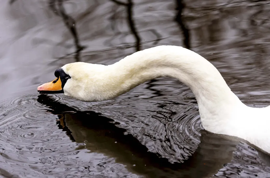 Mute Swan 4
