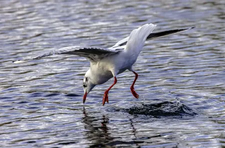 gull