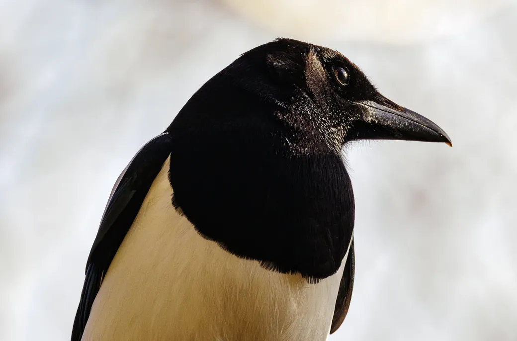 Magpie