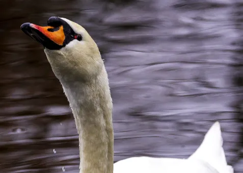 Mute Swan 2​​​​‌﻿‍﻿​‍​‍‌‍﻿﻿‌﻿​‍‌‍‍‌‌‍‌﻿‌‍‍‌‌‍﻿‍​‍​‍​﻿‍‍​‍​‍‌﻿​﻿‌‍​‌‌‍﻿‍‌‍‍‌‌﻿‌​‌﻿‍‌​‍﻿‍‌‍‍‌‌‍﻿﻿​‍​‍​‍﻿​​‍​‍‌‍‍​‌﻿​‍‌‍‌‌‌‍‌‍​‍​‍​﻿‍‍​‍​‍​‍﻿﻿‌‍​‌‌‍‌​‌‍﻿‌‌‍‍‌‌‍﻿‍​‍﻿﻿‌‍‍‌‌‍﻿‍‌﻿‌​‌‍‌‌‌‍﻿‍‌﻿‌​​‍﻿﻿‌‍‌‌‌‍‌​‌‍‍‌‌﻿‌​​‍﻿﻿‌‍﻿‌‌‍﻿﻿‌‍‌​‌‍‌‌​﻿﻿‌‌﻿​​‌﻿​‍‌‍‌‌‌﻿​﻿‌‍‌‌‌‍﻿‍‌﻿‌​‌‍​‌‌﻿‌​‌‍‍‌‌‍﻿﻿‌‍﻿‍​﻿‍﻿‌‍‍‌‌‍‌​​﻿﻿‌‌‍​﻿​﻿​﻿​﻿‍‌​﻿​‌​﻿​‍​﻿‌​‌‍‌​​﻿​‍​‍﻿‌​﻿‌‌​﻿​‌​﻿‍‌‌‍‌‍​‍﻿‌​﻿‌​​﻿‌‍​﻿​​​﻿‍‌​‍﻿‌​﻿‍‌​﻿‌﻿‌‍​﻿‌‍​‍​‍﻿‌‌‍​‍‌‍‌‌​﻿‌‌​﻿‌​​﻿‍​​﻿​‍‌‍‌‌‌‍​﻿​﻿‍‌‌‍‌‌​﻿​​​﻿‍‌​﻿‍﻿‌﻿‌​‌﻿‍‌‌﻿​​‌‍‌‌​﻿﻿‌‌‍​‍‌‍‍‌‌﻿​‍‌‍‌​‌﻿​﻿‌​‌﻿‌‍​‌‌‍﻿​‌‍﻿​‌‍‌‌‌﻿​‍‌﻿‍‌​﻿‍﻿‌﻿​​‌‍​‌‌﻿‌​‌‍‍​​﻿﻿‌‌‍‌﻿‌‍​‌‌‍﻿​‌‍﻿​‌‍‌‌‌﻿​‍‌﻿‍‌‌​‍‌‌‍﻿‌‌‍​‌‌‍‌﻿‌‍‌‌‌﻿​﻿​‍‌‌​﻿‌‌‌​​‍‌‌﻿﻿‌‍‍﻿‌‍‌‌‌﻿‍‌​‍‌‌​﻿​﻿‌​‌​​‍‌‌​﻿​﻿‌​‌​​‍‌‌​﻿​‍​﻿​‍‌‍‌‌​﻿‌​‌‍‌‍​﻿‌​​﻿‌‍‌‍‌‌​﻿‌‍​﻿‍‌​﻿​﻿​﻿‌‌​﻿‌‌​﻿​‌​‍‌‌​﻿​‍​﻿​‍​‍‌‌​﻿‌‌‌​‌​​‍﻿‍‌‍​‌‌‍﻿​‌﻿‌​​﻿﻿﻿‌‍​‍‌‍​‌‌﻿​﻿‌‍‌‌‌‌‌‌‌﻿​‍‌‍﻿​​﻿﻿‌​‍‌‌​﻿​‍‌​‌‍‌‍​‌‌‍‌​‌‍﻿‌‌‍‍‌‌‍﻿‍​‍‌‍‌‍‍‌‌‍‌​​﻿﻿‌‌‍​﻿​﻿​﻿​﻿‍‌​﻿​‌​﻿​‍​﻿‌​‌‍‌​​﻿​‍​‍﻿‌​﻿‌‌​﻿​‌​﻿‍‌‌‍‌‍​‍﻿‌​﻿‌​​﻿‌‍​﻿​​​﻿‍‌​‍﻿‌​﻿‍‌​﻿‌﻿‌‍​﻿‌‍​‍​‍﻿‌‌‍​‍‌‍‌‌​﻿‌‌​﻿‌​​﻿‍​​﻿​‍‌‍‌‌‌‍​﻿​﻿‍‌‌‍‌‌​﻿​​​﻿‍‌​‍‌‍‌﻿‌​‌﻿‍‌‌﻿​​‌‍‌‌​﻿﻿‌‌‍​‍‌‍‍‌‌﻿​‍‌‍‌​‌﻿​﻿‌​‌﻿‌‍​‌‌‍﻿​‌‍﻿​‌‍‌‌‌﻿​‍‌﻿‍‌​‍‌‍‌﻿​​‌‍​‌‌﻿‌​‌‍‍​​﻿﻿‌‌‍‌﻿‌‍​‌‌‍﻿​‌‍﻿​‌‍‌‌‌﻿​‍‌﻿‍‌‌​‍‌‌‍﻿‌‌‍​‌‌‍‌﻿‌‍‌‌‌﻿​﻿​‍‌‌​﻿‌‌‌​​‍‌‌﻿﻿‌‍‍﻿‌‍‌‌‌﻿‍‌​‍‌‌​﻿​﻿‌​‌​​‍‌‌​﻿​﻿‌​‌​​‍‌‌​﻿​‍​﻿​‍‌‍‌‌​﻿‌​‌‍‌‍​﻿‌​​﻿‌‍‌‍‌‌​﻿‌‍​﻿‍‌​﻿​﻿​﻿‌‌​﻿‌‌​﻿​‌​‍‌‌​﻿​‍​﻿​‍​‍‌‌​﻿‌‌‌​‌​​‍﻿‍‌‍​‌‌‍﻿​‌﻿‌​​‍‌‍‌﻿​​‌‍‌‌‌﻿​‍‌﻿​﻿‌﻿​​‌‍‌‌‌‍​﻿‌﻿‌​‌‍‍‌‌﻿‌‍‌‍‌‌​﻿﻿‌‌﻿​​‌﻿‌‌‌‍​‍‌‍﻿​‌‍‍‌‌﻿​﻿‌‍‍​‌‍‌‌‌‍‌​​‍​‍‌﻿﻿‌