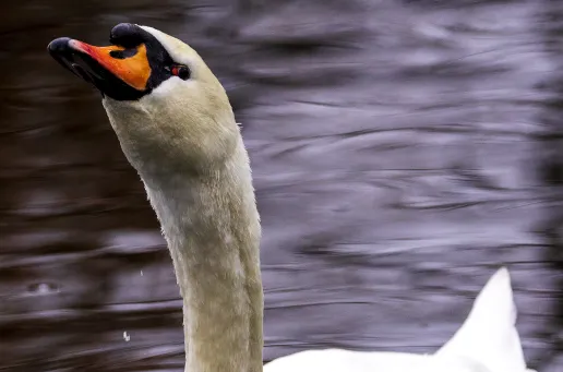 Mute Swan 2