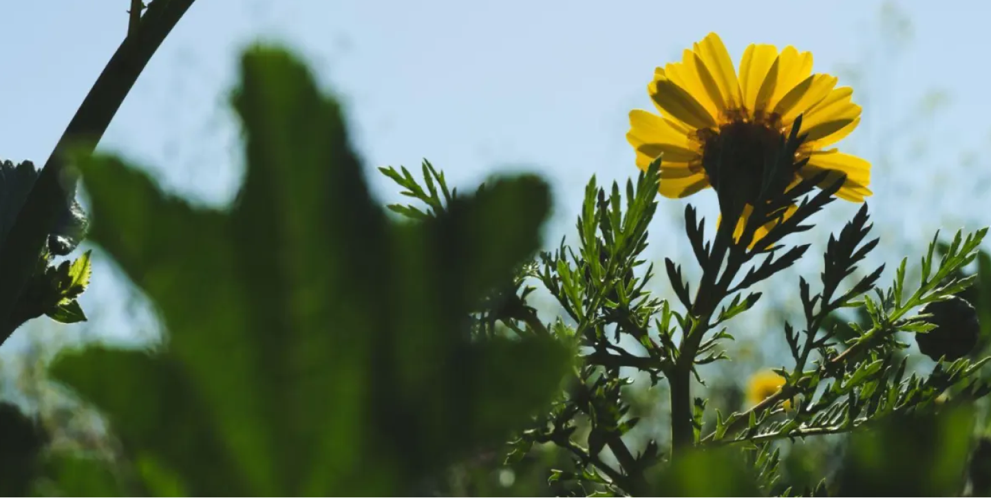 Sunflower in a field of plants against a blue sky 