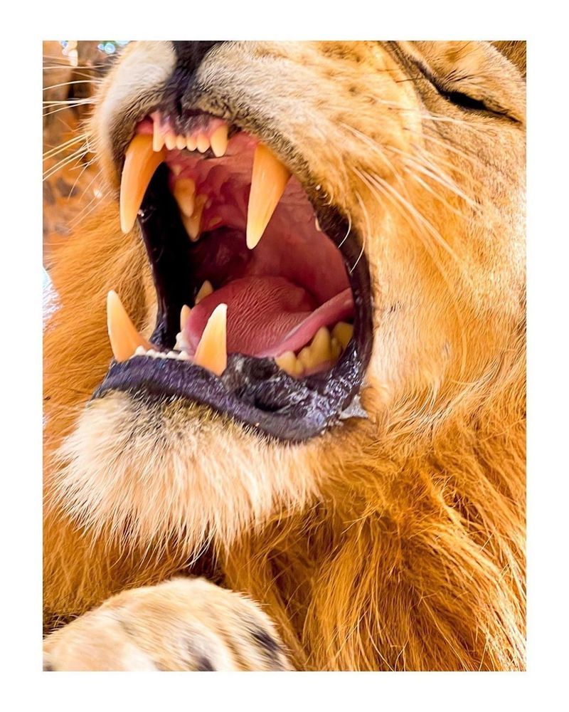 A male lion roars with its mouth open showing teeth, close-up