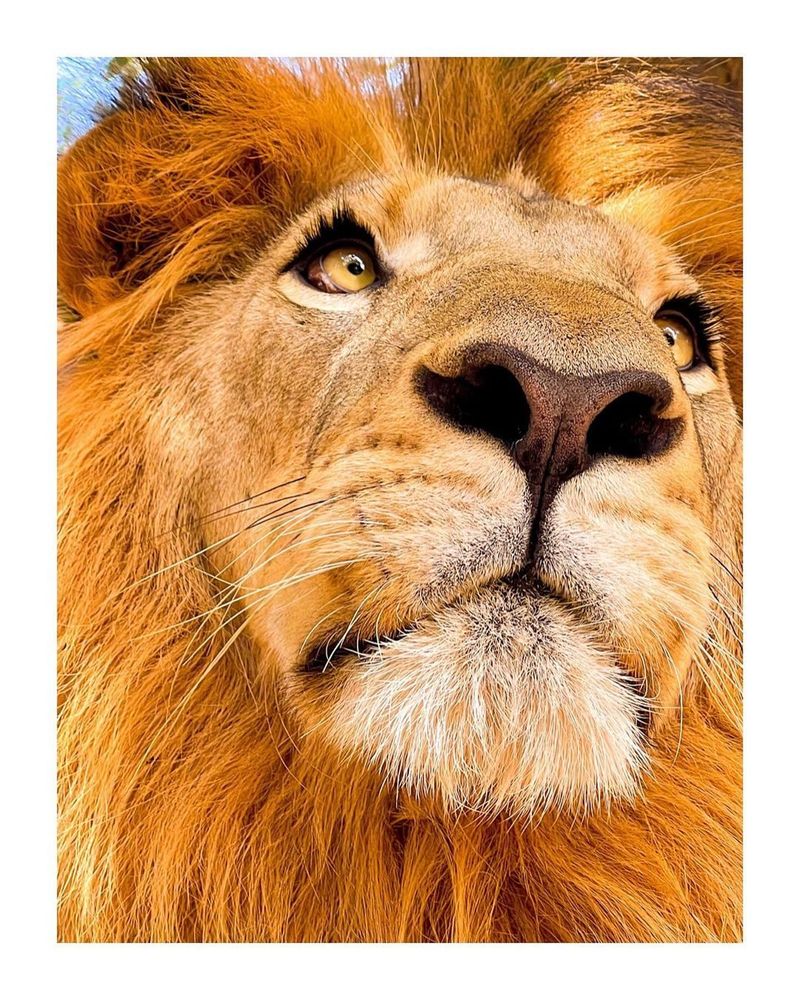 Close-up portrait of a male lion's face with a full mane
