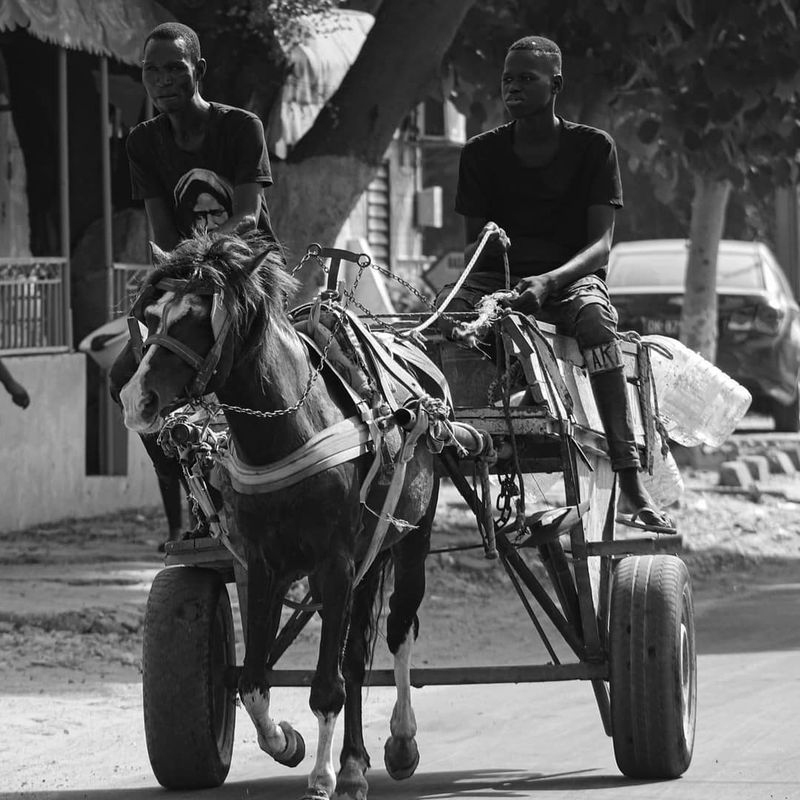 Black and white photo of two young men driving a horse-drawn cart down a palm-lined street