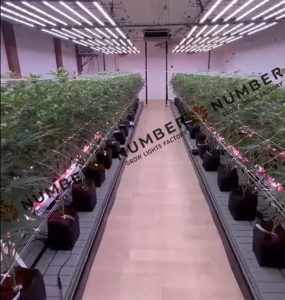 Under-Canopy Lighting: The Key to Unlocking Your Cultivation Full Potential