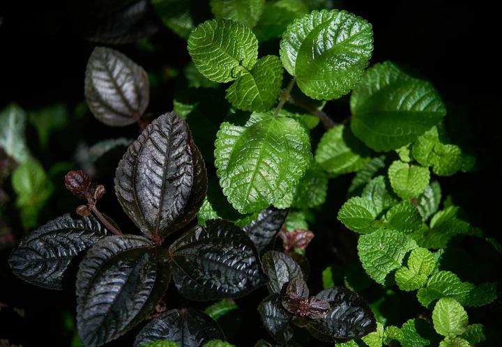 The Science of Spectrum: Optimizing Plant Growth with Advanced LED Technology
