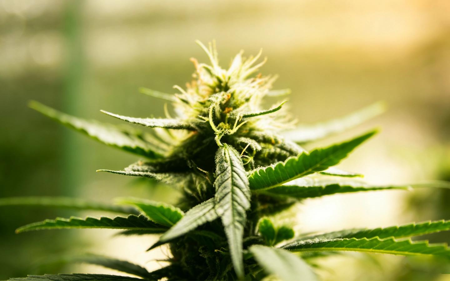 Unlocking Plant Potential with Blue LED Grow Lights