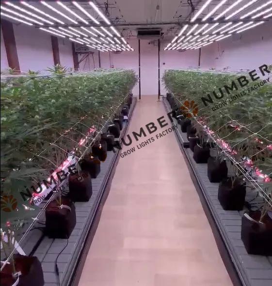 Under-Canopy Lighting: The Key to Unlocking Your Cultivation Full Potential