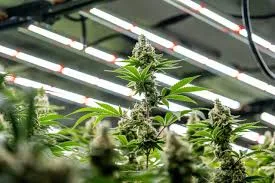 Why waterproof IP65 or IP66 is Vital for Led Horticulture Lighting Application