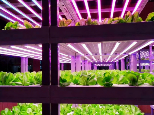 100% Factory Direct: 3 Generations of Horticultural Lighting Manufacturing Excellence