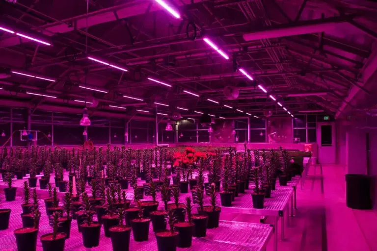 How To Find A Qualified Led Grow Light Supplier?