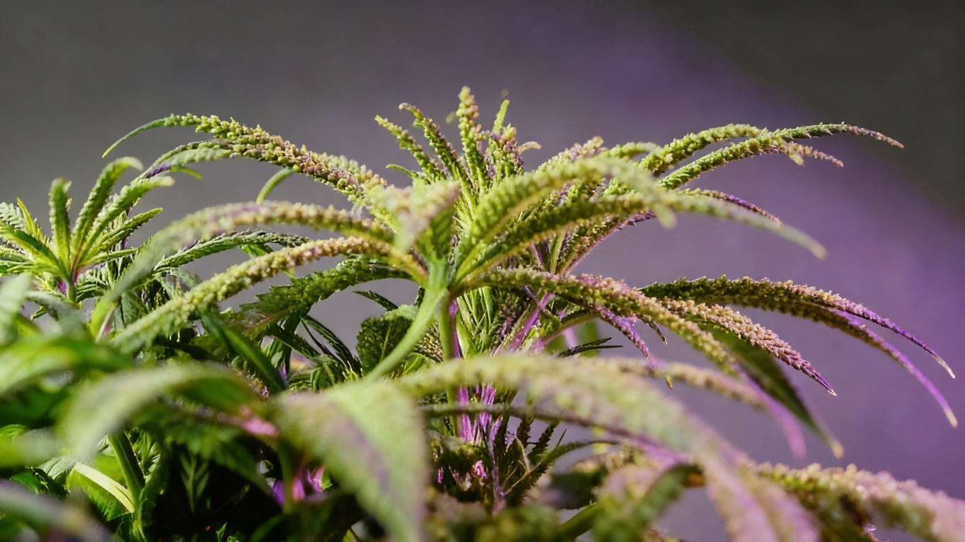 Boosting Photosynthetic Efficiency: The Key Role of OEM Spectrum Customization in Indoor Cultivation