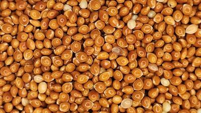 photo of red millet seeds
