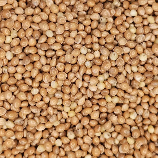 photo of yellow millet seeds