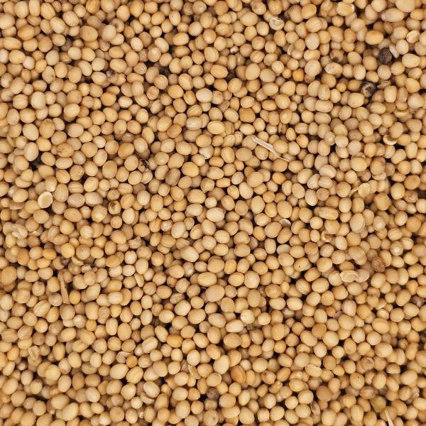 photo of oriental mustard seeds