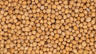 photo of yellow mustard seeds