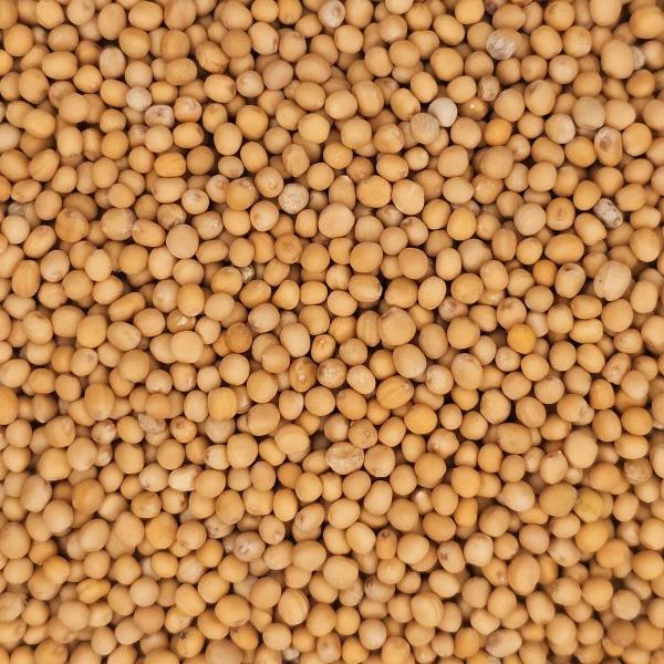 photo of yellow mustard seeds