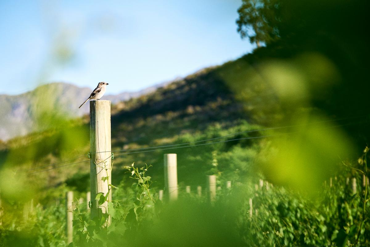 Wine Blending Experience | Rickety Bridge