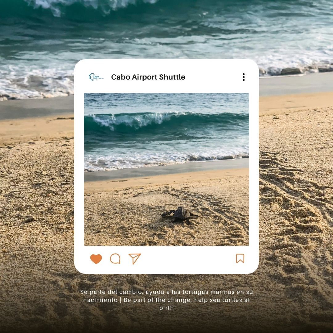 Help Sea Turtles on Birth in Cabo San Lucas