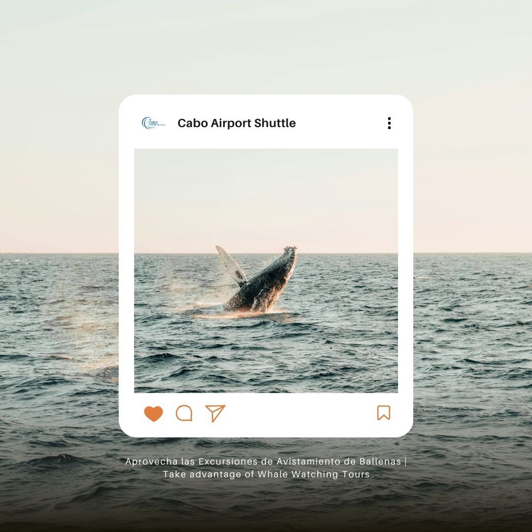 Aprovecha las Excursiones de Avistamiento de Ballenas