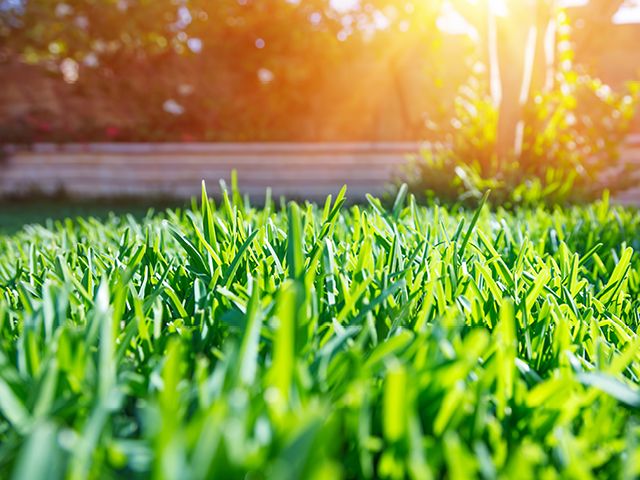 caring for your lawn