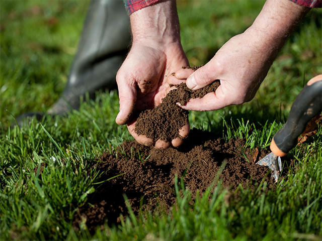 healthy weed free lawn