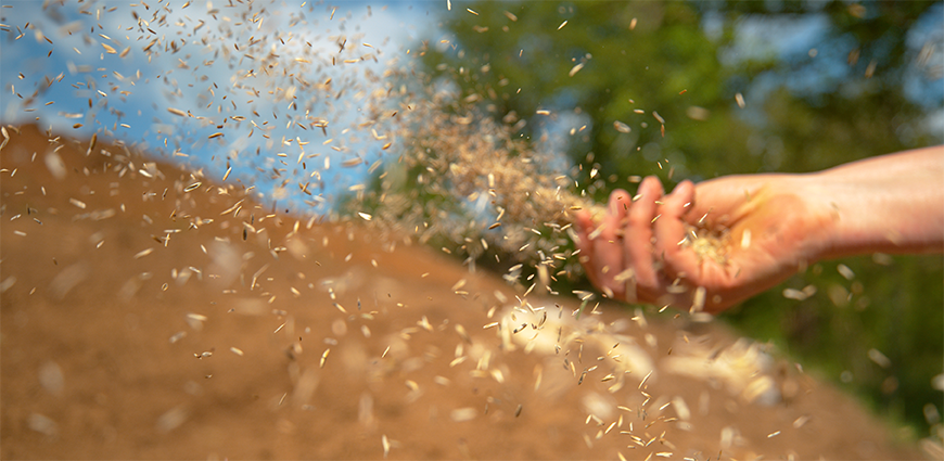 Lawn seed being spread 