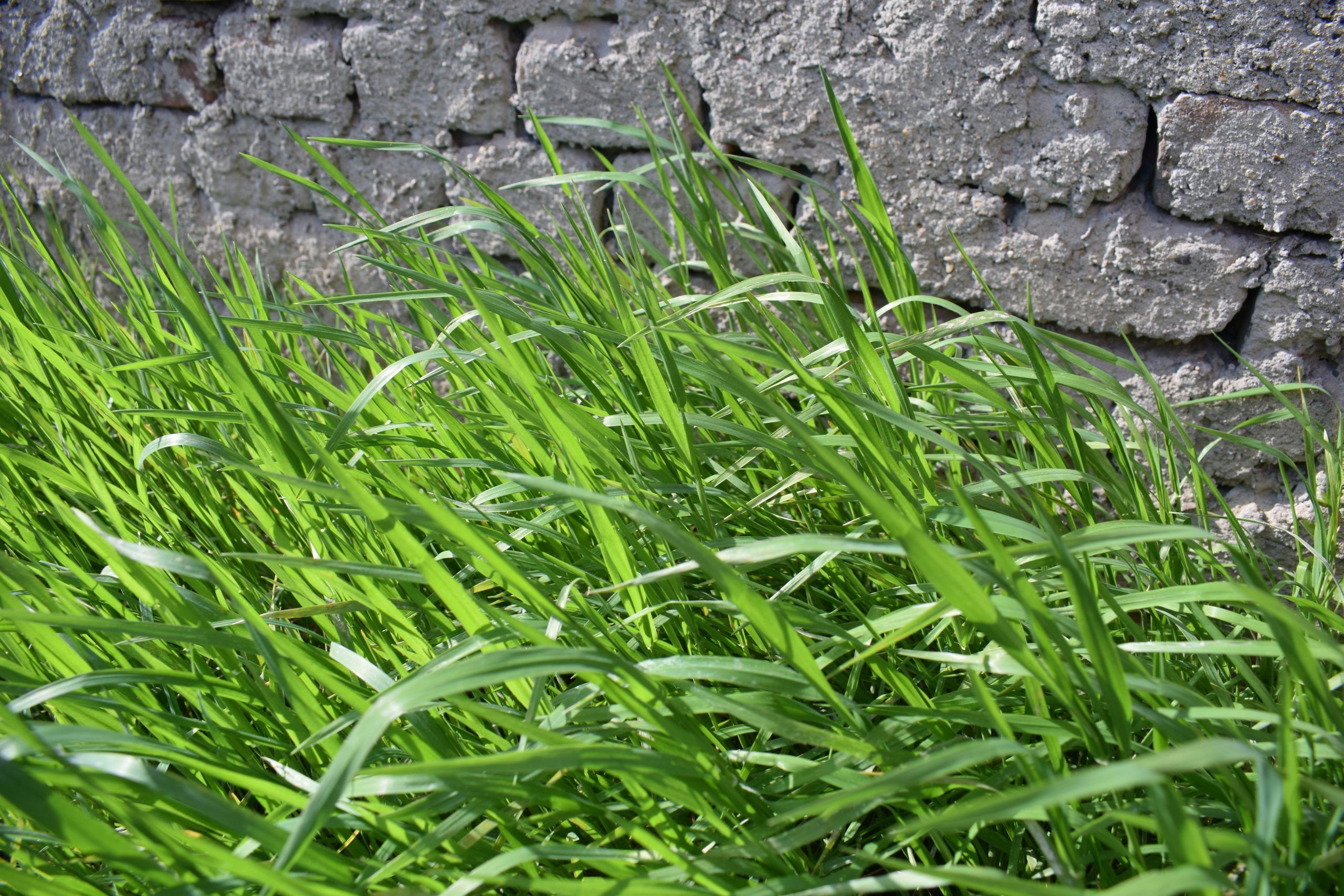 Kikuyu Grass