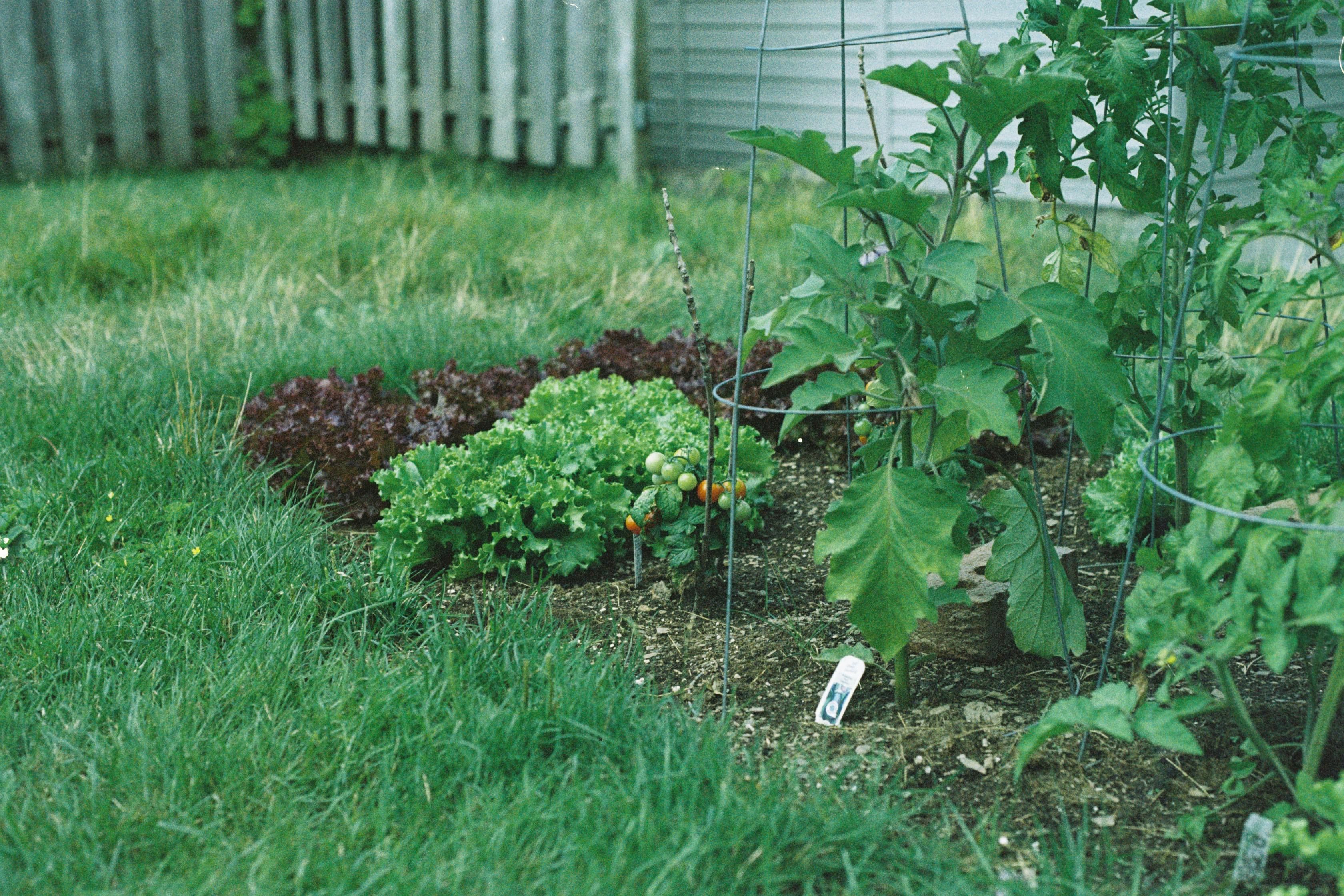 Healthy lawn