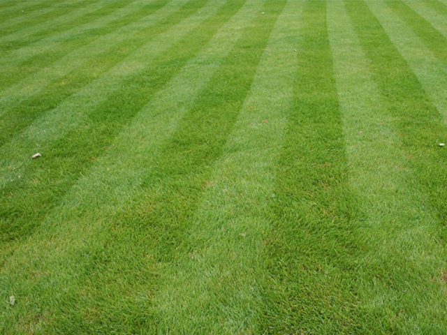 stripe your lawn