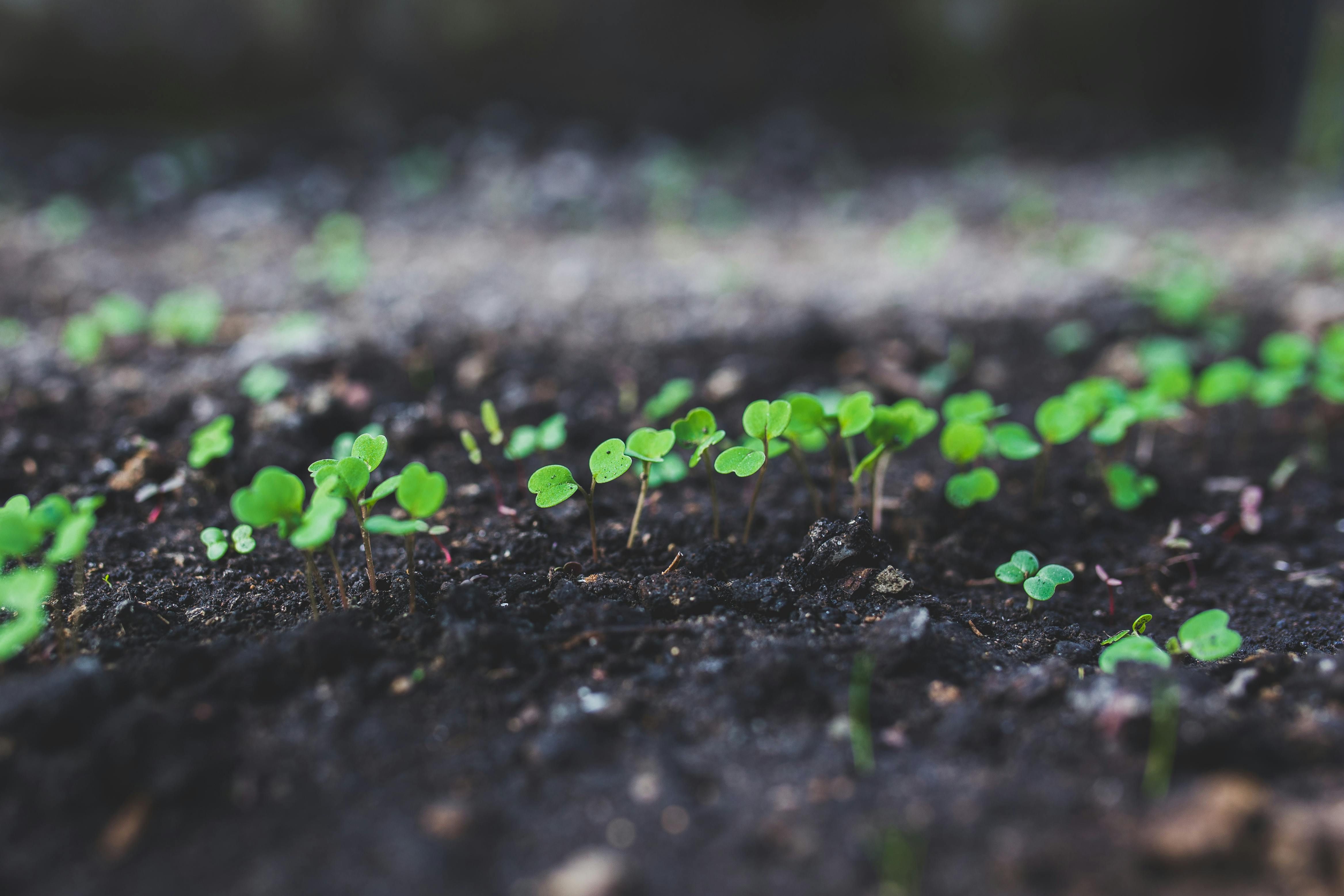 Seed germination