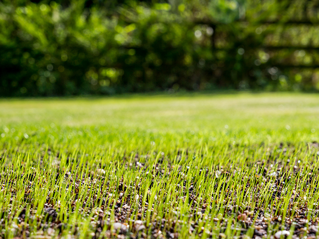 lawn care tips for spring